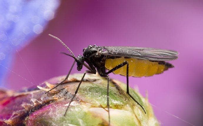 Close-up of a black mosquito with yellow abdomen, perched on a plant bud, set against a blurred purple background.