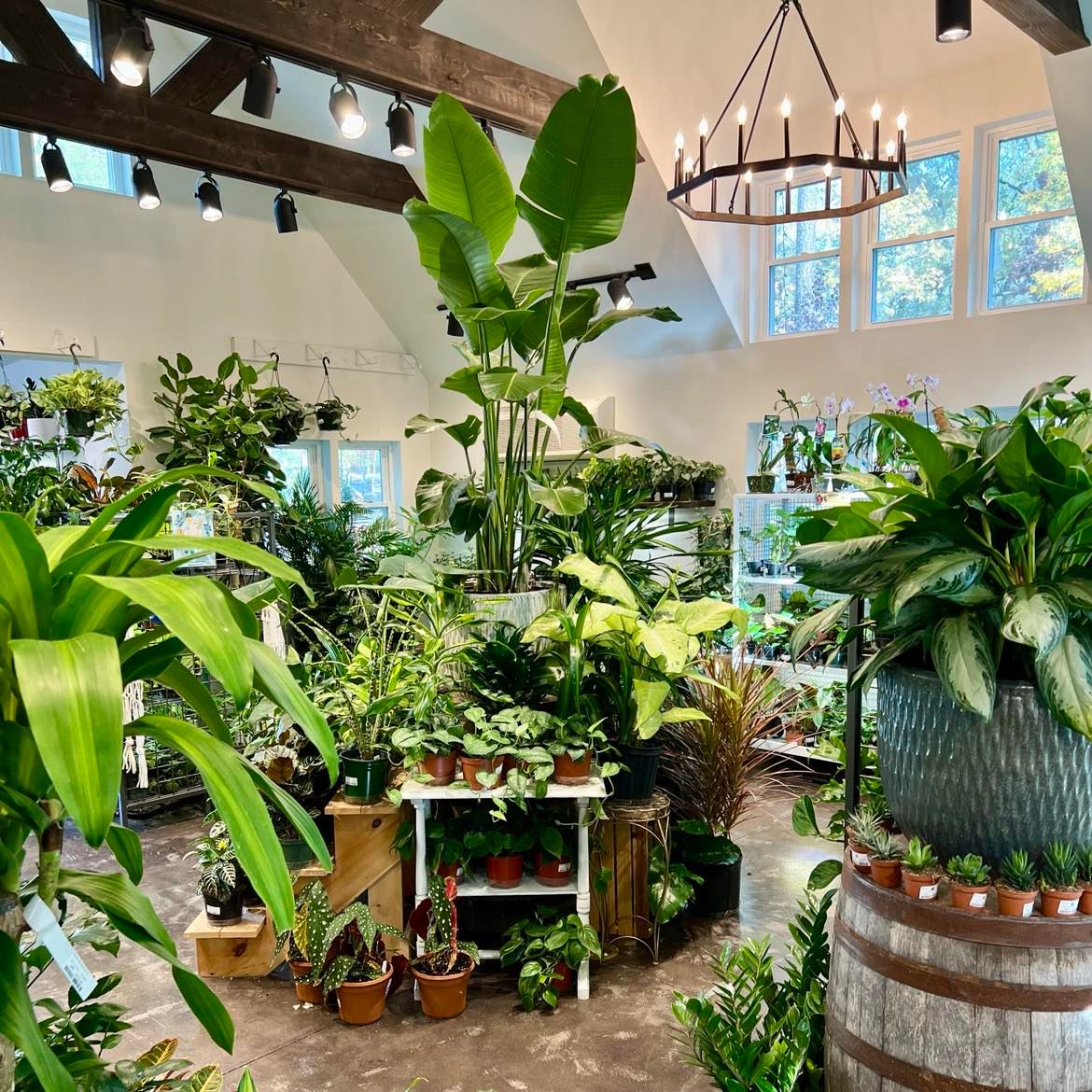 Indoor plant shop with a variety of green plants, pots, and wooden shelves. Large windows and rustic chandelier on the ceiling.