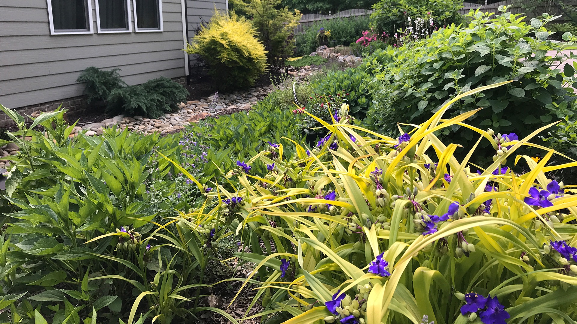 A lush garden features vibrant purple and yellow flowers near a house. Green foliage surrounds and enhances the peaceful, colorful scene.