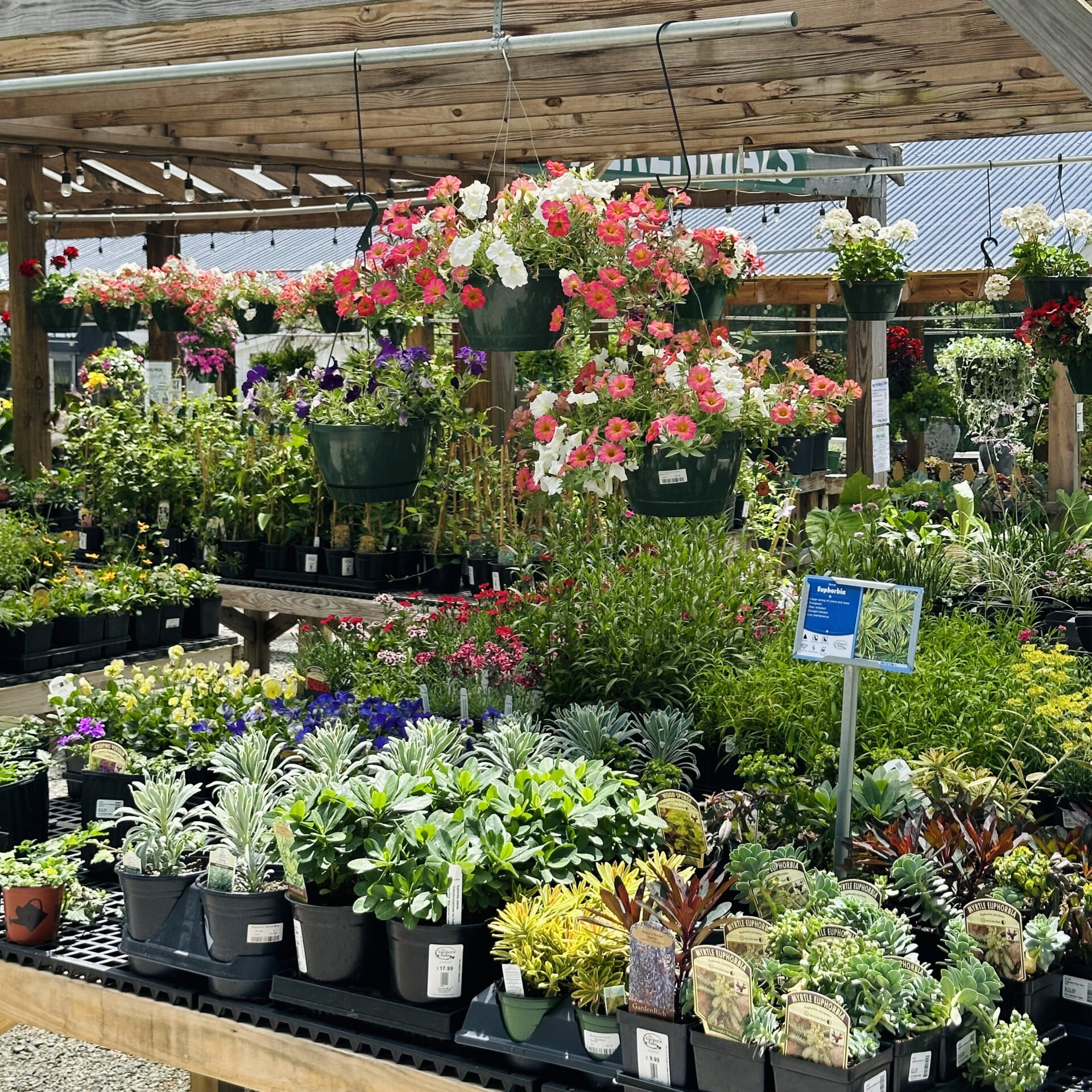 A garden center display features a variety of potted flowers and plants under a wooden pergola. Hanging baskets showcase vibrant blooms.