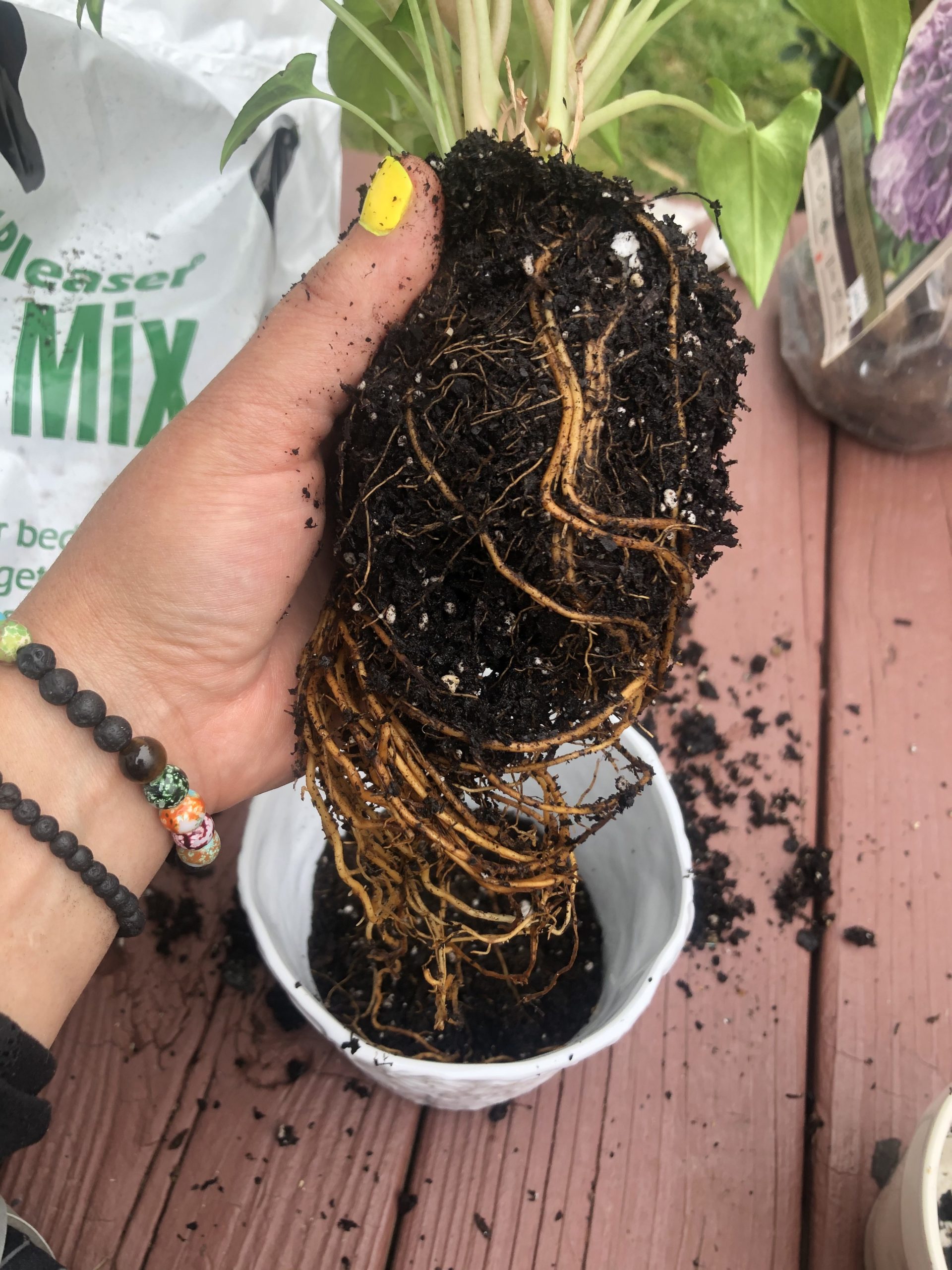 A person holds a plant with visible roots above a pot on a wooden surface, surrounded by potting soil and gardening supplies.