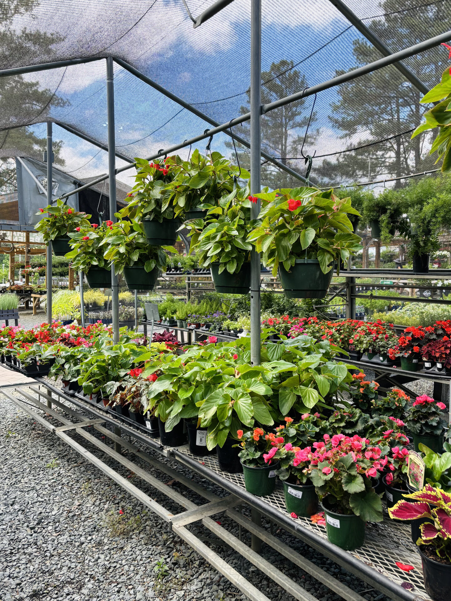 Outdoor nursery with hanging and potted plants, under a shade structure. Vibrant flowers and greenery displayed on metal racks, surrounded by trees.