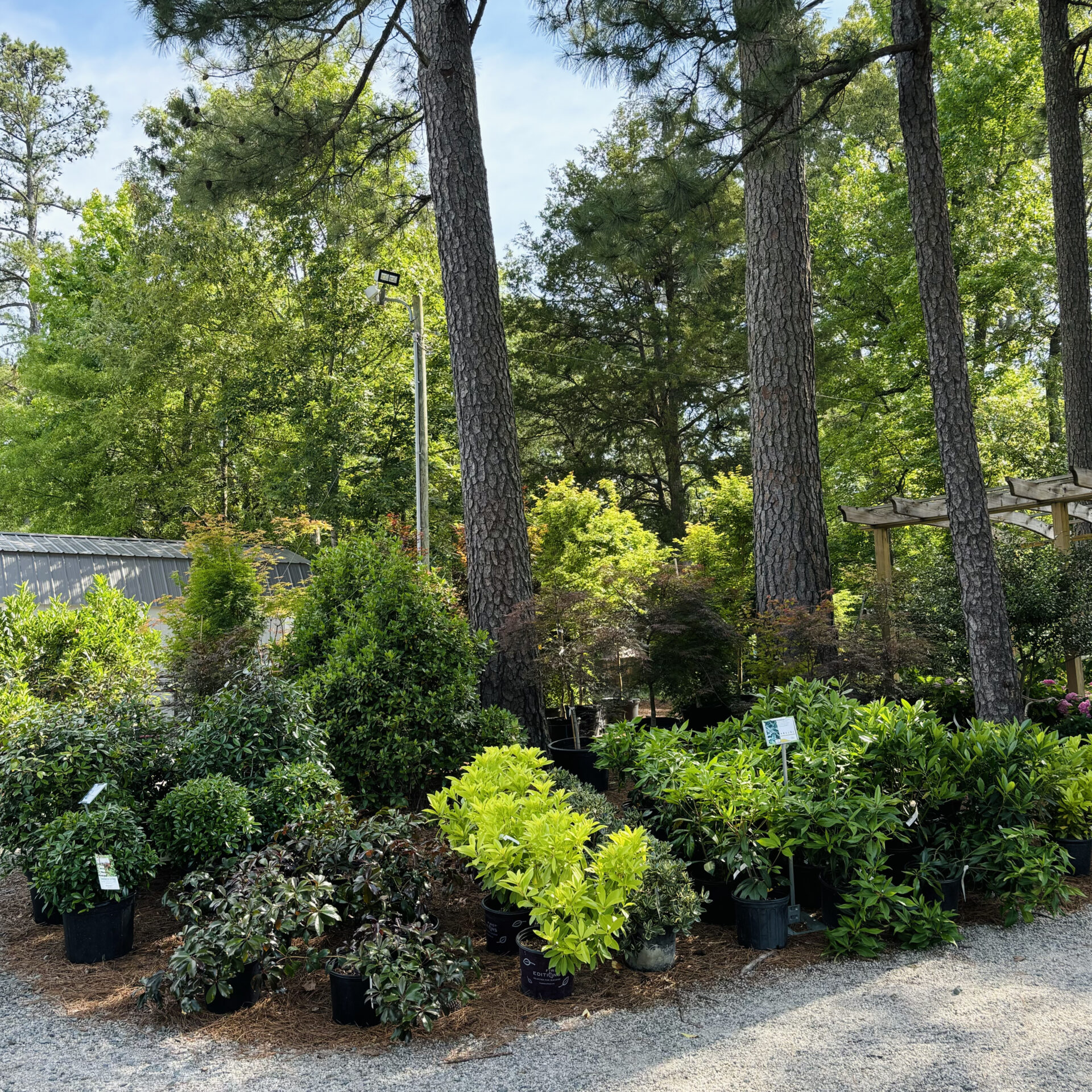 A nursery with a variety of potted plants under tall trees, surrounded by a gravel path and a greenhouse in the background.