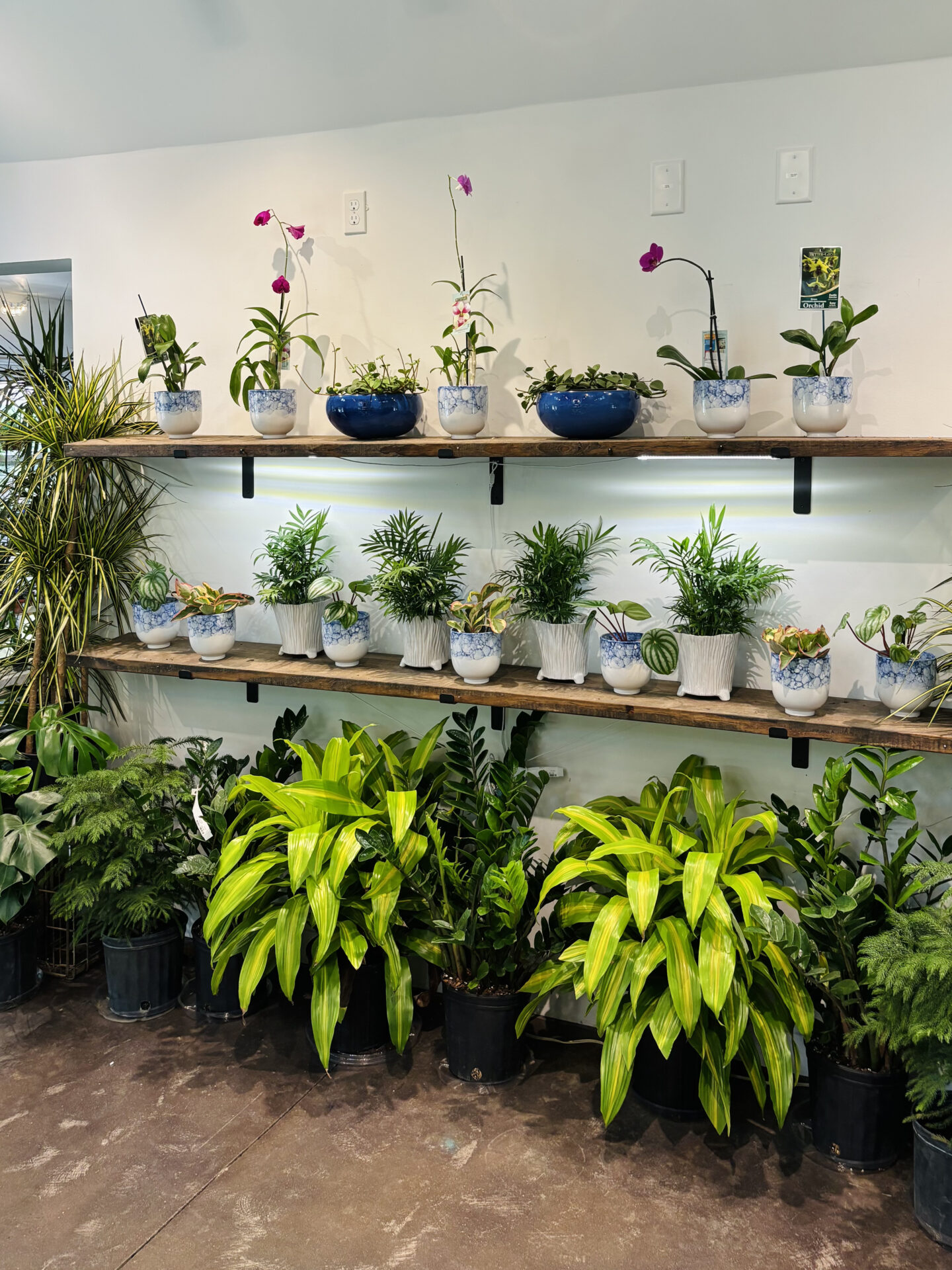 Indoor plant display with various green plants and orchids on wooden shelves. White and blue pots accent the vibrant greenery below.