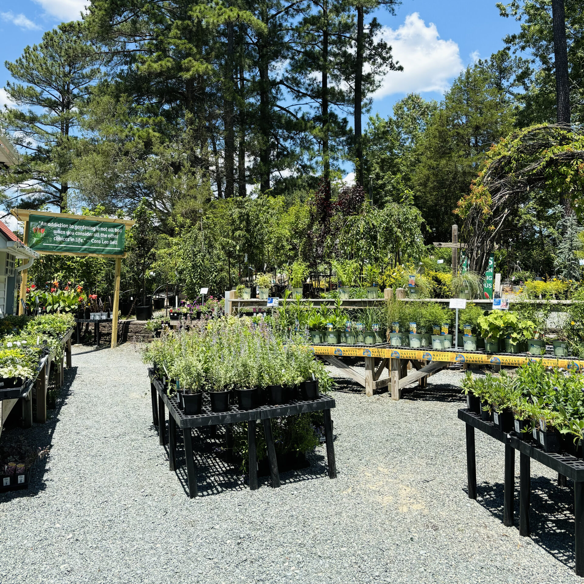 Outdoor garden center with various plants on display tables. Gravel pathways lead through lush greenery. Trees and a small signboard visible under a clear sky.