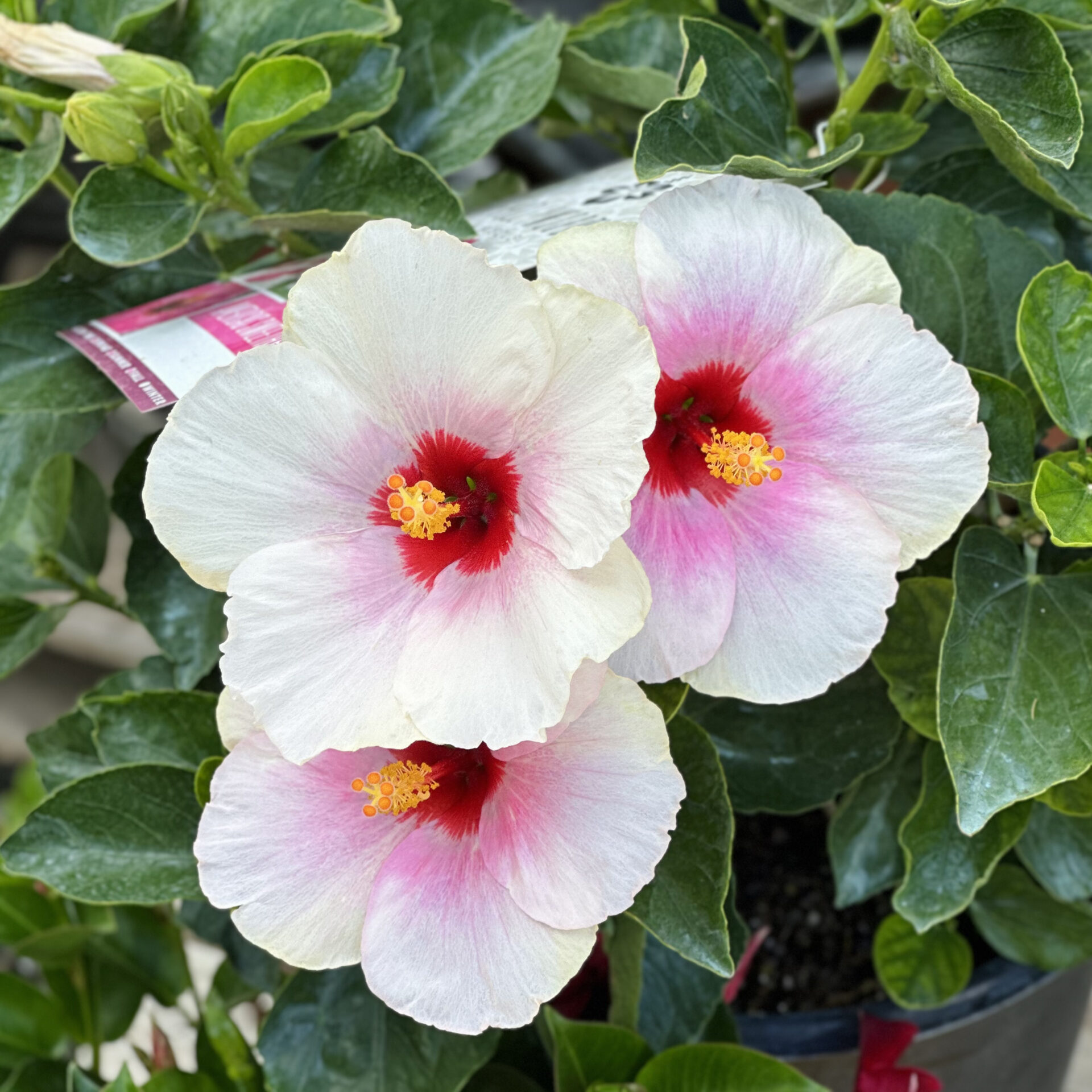 Three white hibiscus flowers with pink centers and yellow stamens surrounded by lush green leaves, creating a vibrant, natural display.