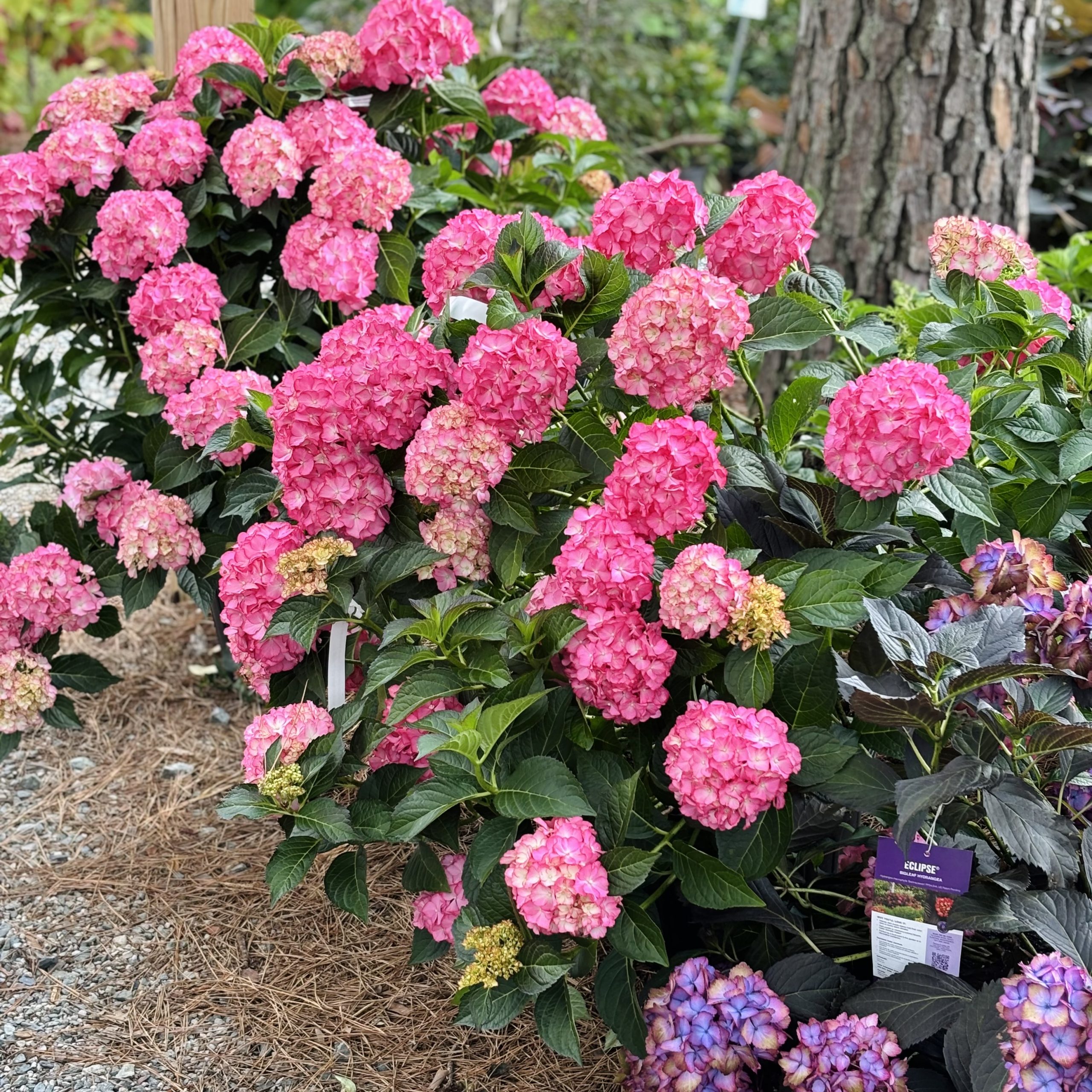 Lush garden with vibrant pink hydrangeas in full bloom, surrounded by green leaves and soil, creating a colorful, tranquil outdoor setting.