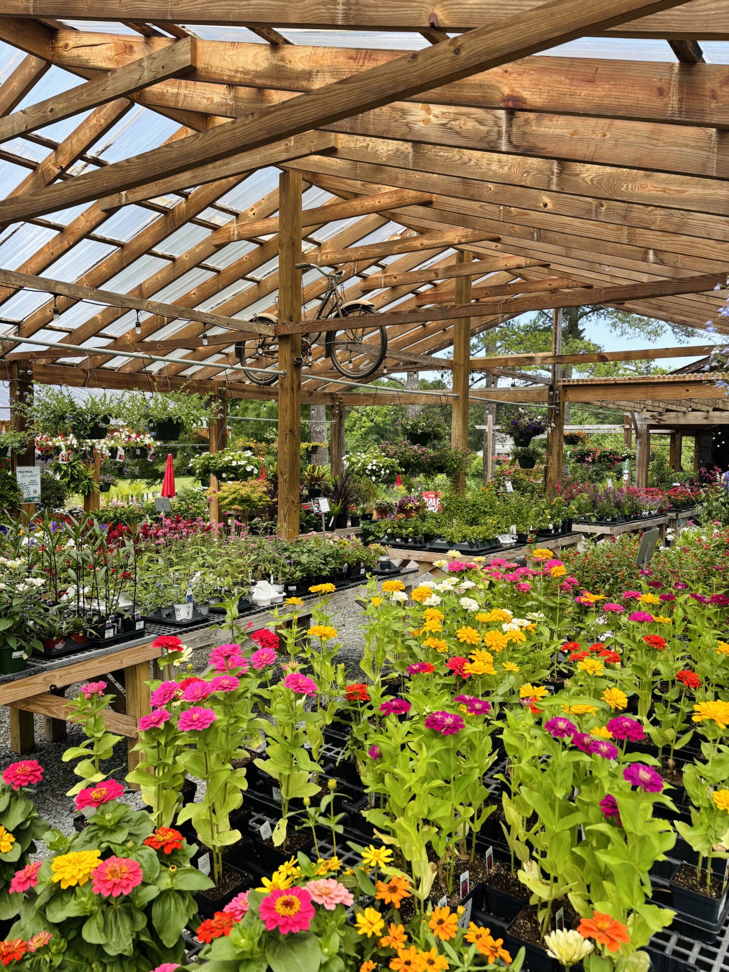 A wooden greenhouse with vibrant flowers and plants, under a clear roof. A bicycle is suspended overhead, surrounded by lush greenery.