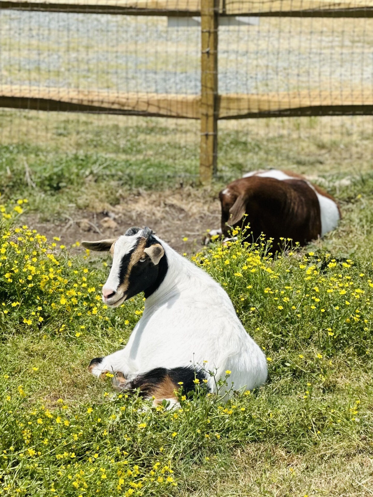 Two goats resting in a sunny field surrounded by yellow wildflowers, enclosed by a wooden fence, on a clear, bright day.