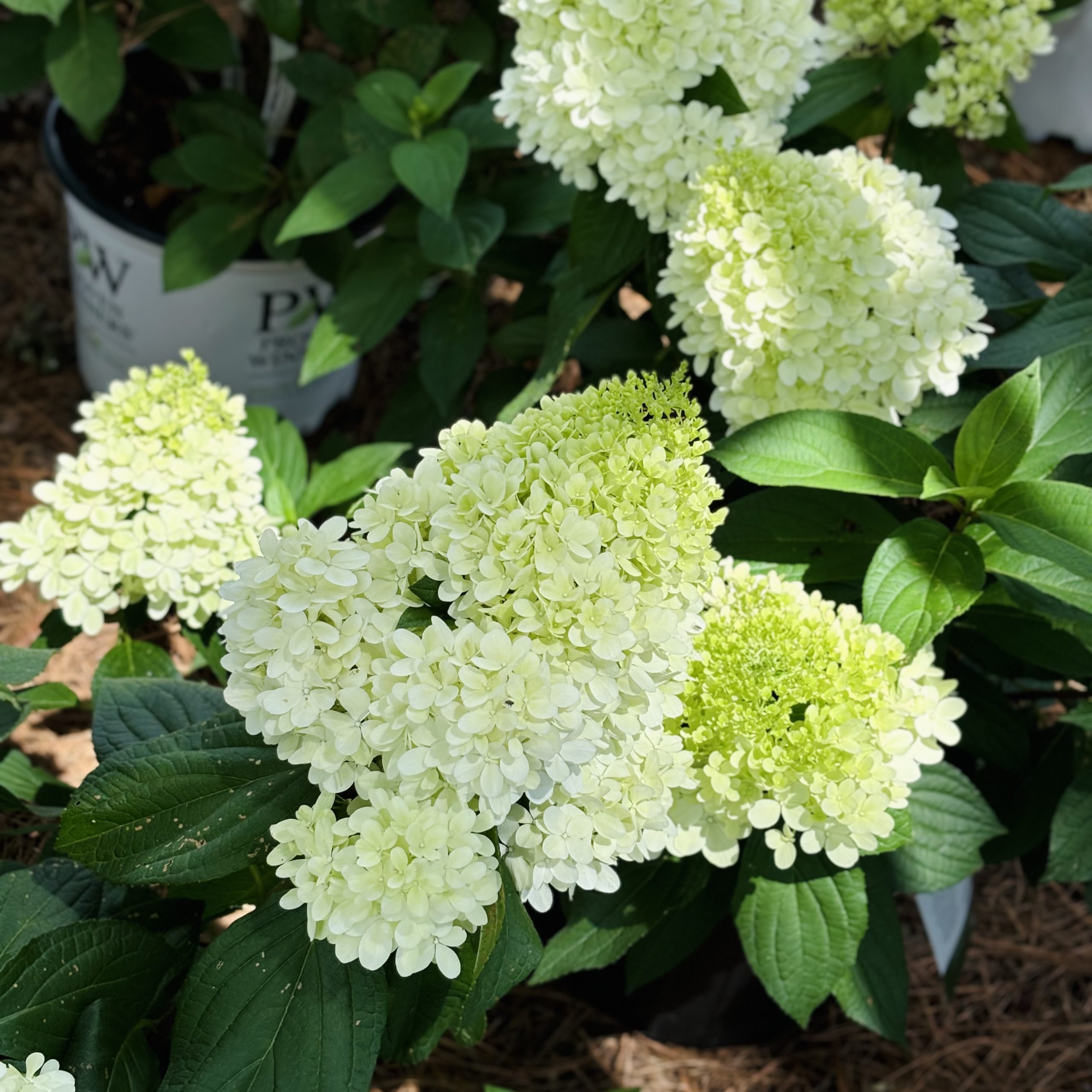 Clusters of blooming white hydrangeas with lush green leaves, set against a natural garden background, bathed in sunlight. Vibrant and serene floral scene.