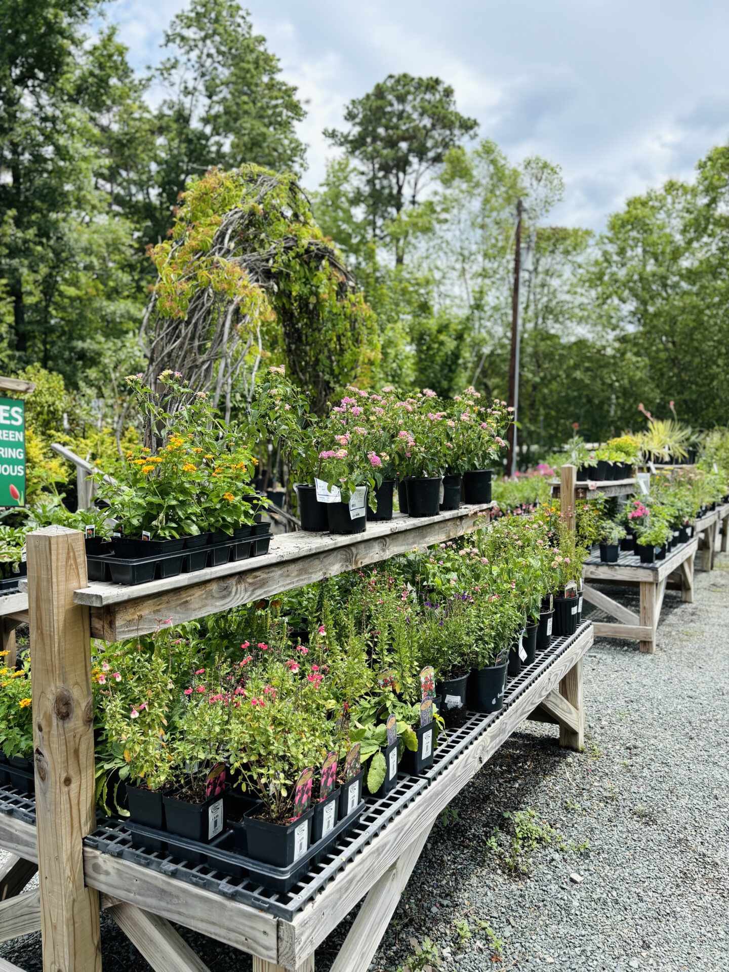 Outdoor plant nursery with various flowers in pots on wooden shelves. Lush green trees in the background. Overcast sky and gravel path.