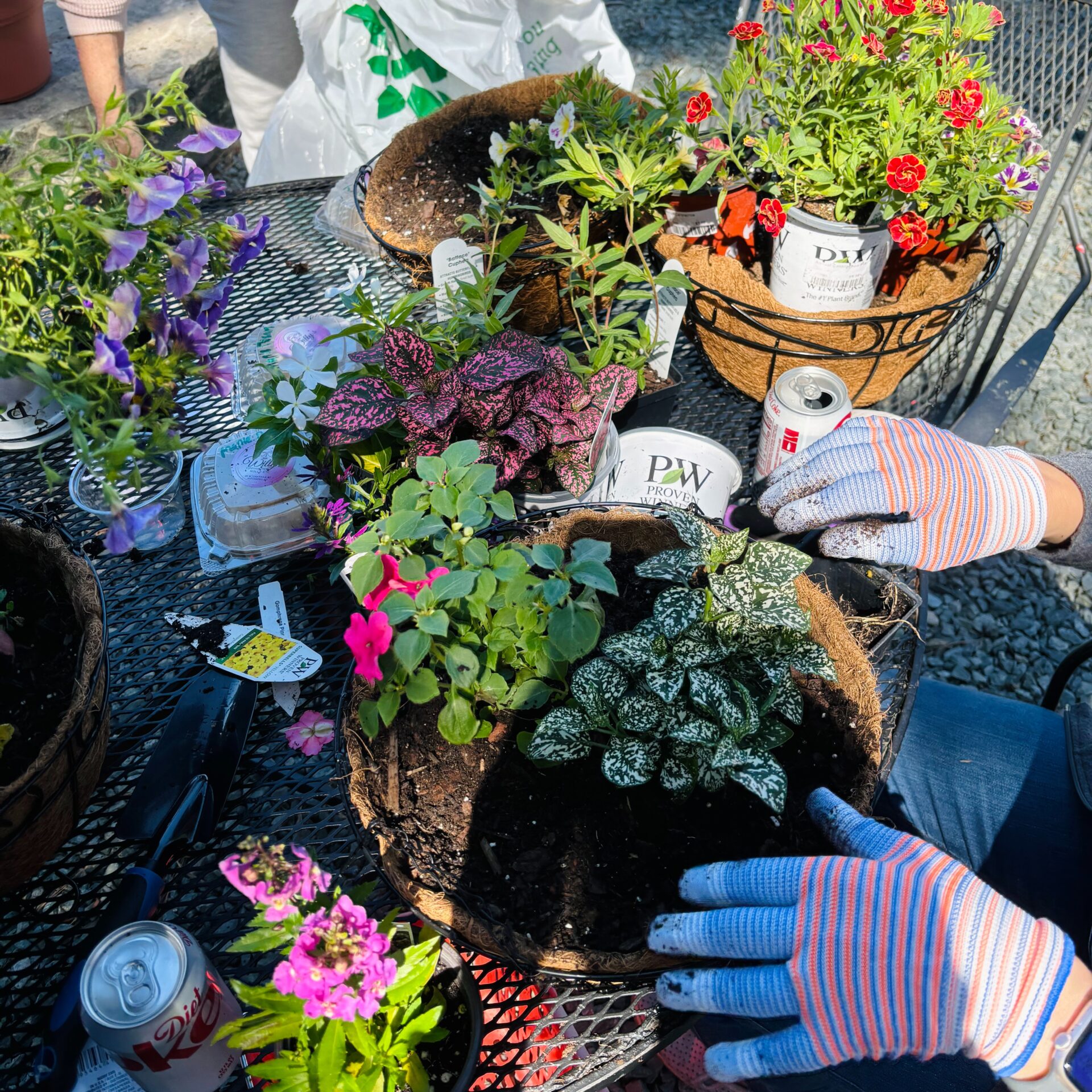 A person wearing striped gloves is planting colorful flowers in pots on a metal table, surrounded by gardening tools and soda cans.