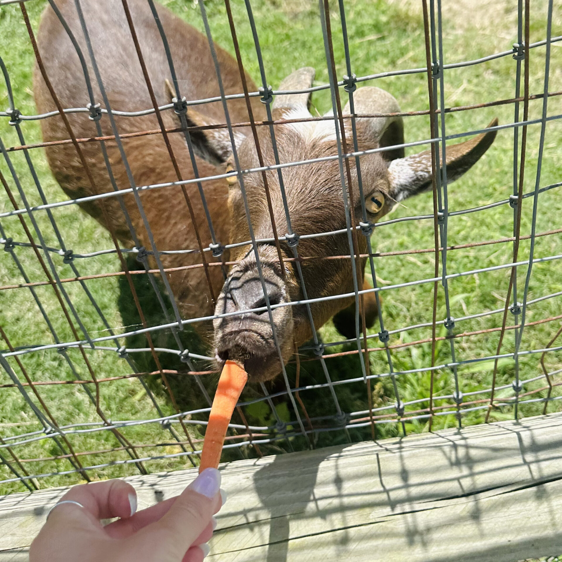 A goat being fed a carrot through a wire fence by a person over a wooden ledge with grass in the background.