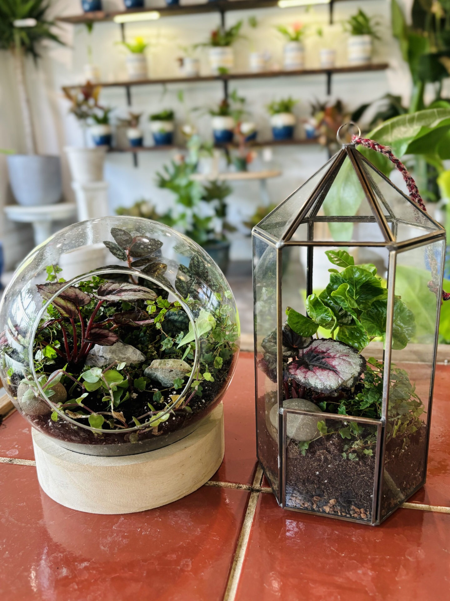 Two terrariums with various plants inside, placed on a red tiled surface, surrounded by other potted plants in a cozy indoor setting.