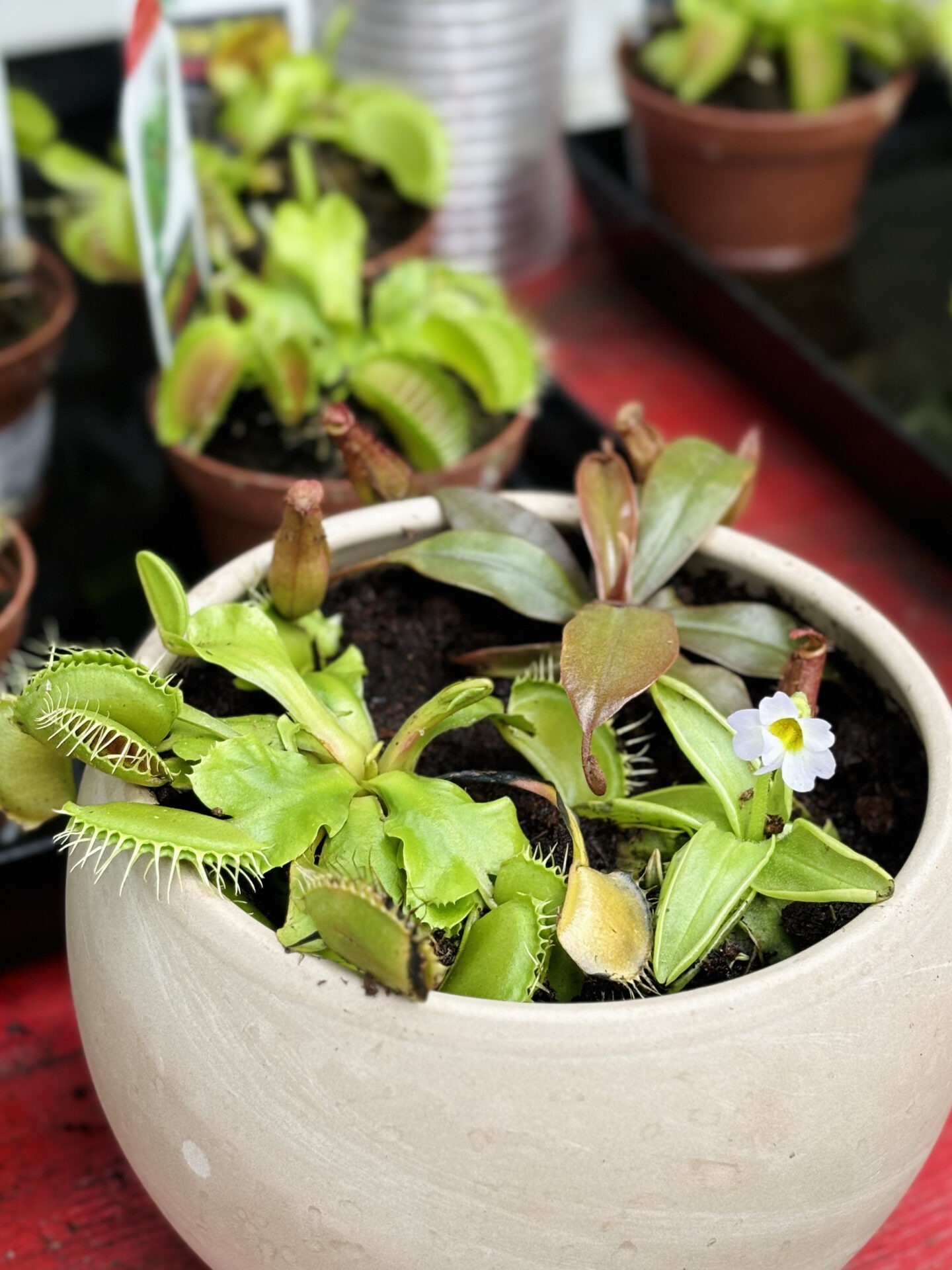 A beige pot contains a Venus flytrap and pitcher plants, with additional plants in pots in the background on a red table.