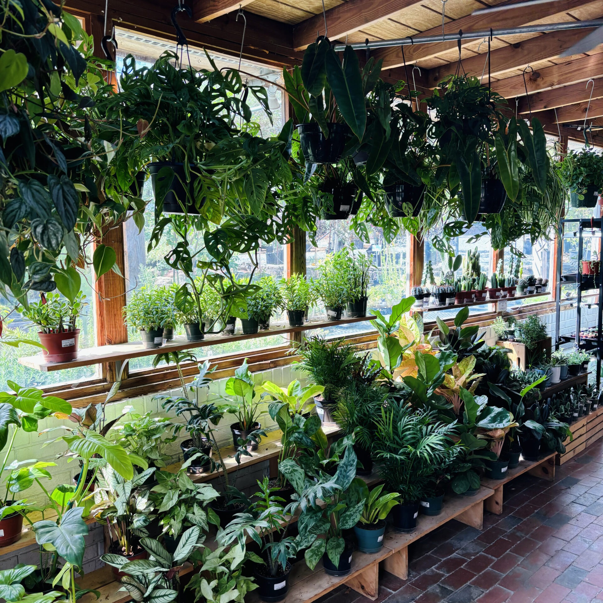 A sunlit greenhouse with wooden shelves holds a variety of potted plants and hanging foliage, creating a lush, vibrant indoor garden atmosphere.