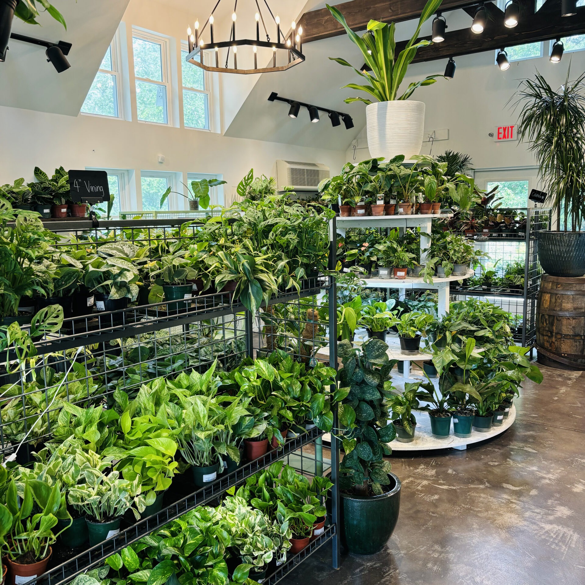 A bright, modern plant shop filled with various green plants on shelves, featuring large windows and a rustic chandelier overhead.