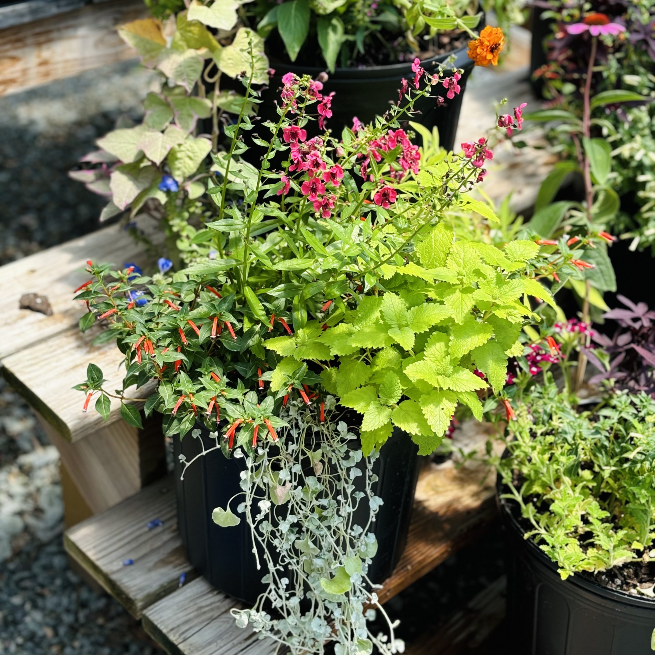 A vibrant assortment of potted plants on wooden steps, featuring bright green foliage and colorful flowers. The setting appears to be outdoors.