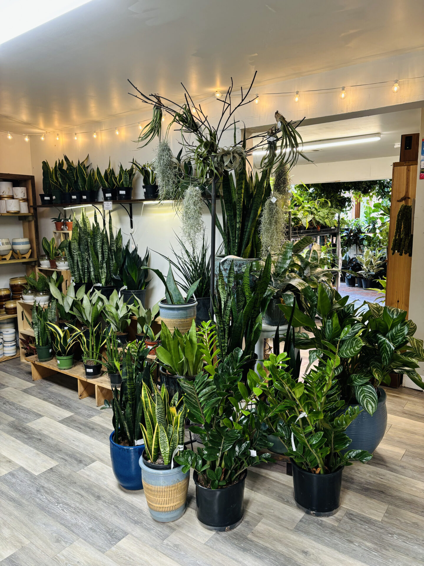 An indoor plant shop with a variety of green plants in pots. Wooden shelves hold pottery, while string lights add a cozy atmosphere.