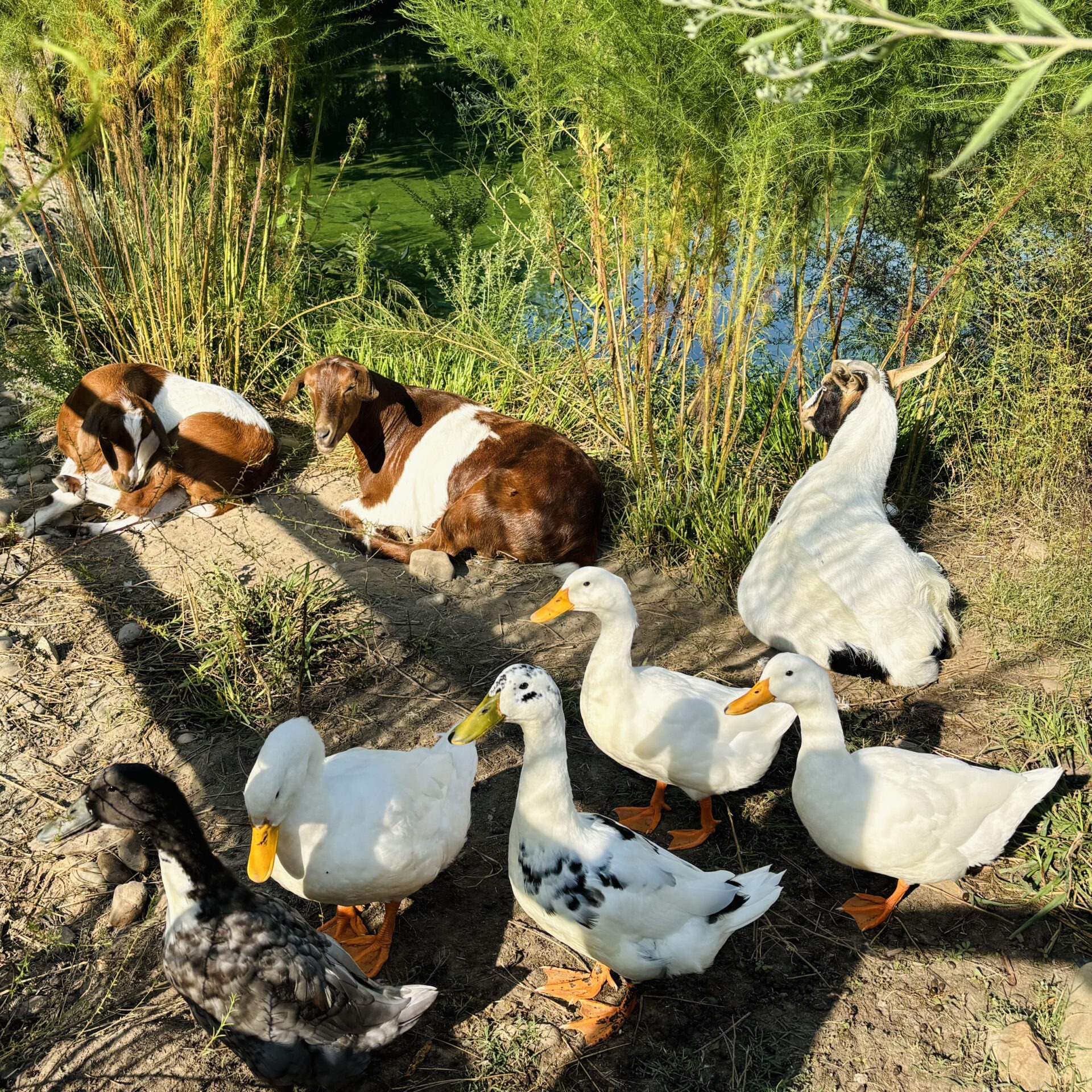 A group of ducks and goats relax by a pond surrounded by green foliage under the sunlight. No people or buildings are visible.