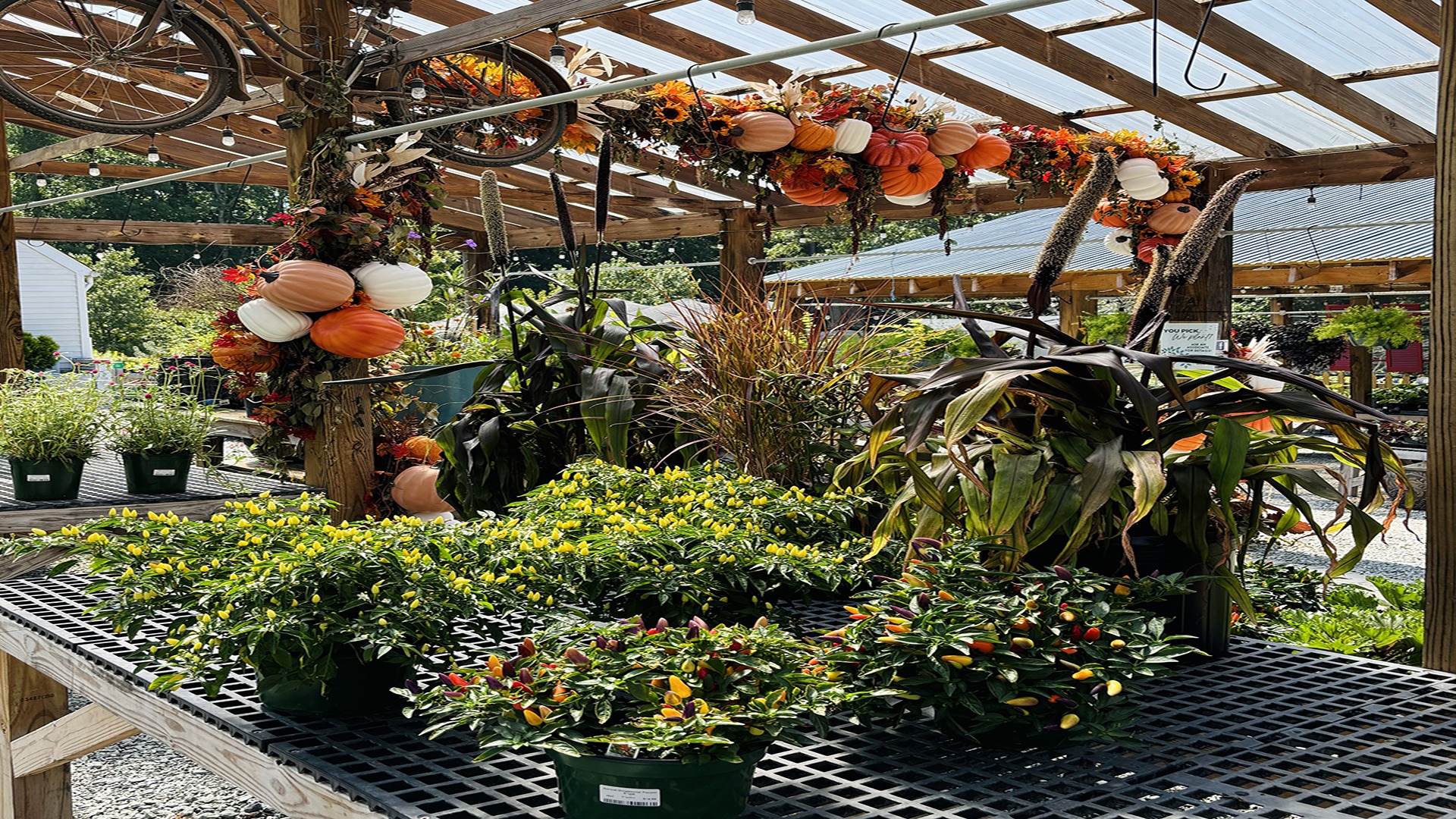 A greenhouse displays colorful flowers and hanging decorations, including pumpkins and bicycles, under a wooden roof. Sunlight illuminates the vibrant plants.