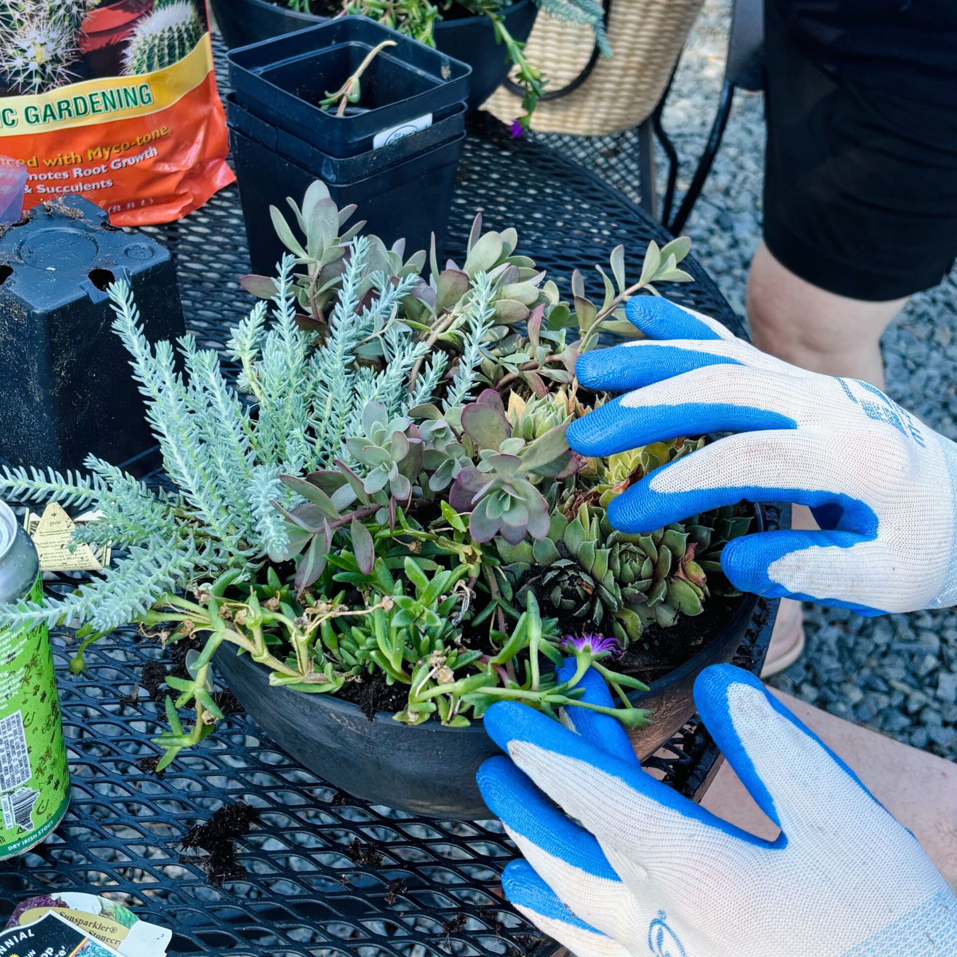 Person wearing gloves arranges succulents in a planter on a metal table. Gardening supplies and a beverage can are nearby. Outdoor setting.