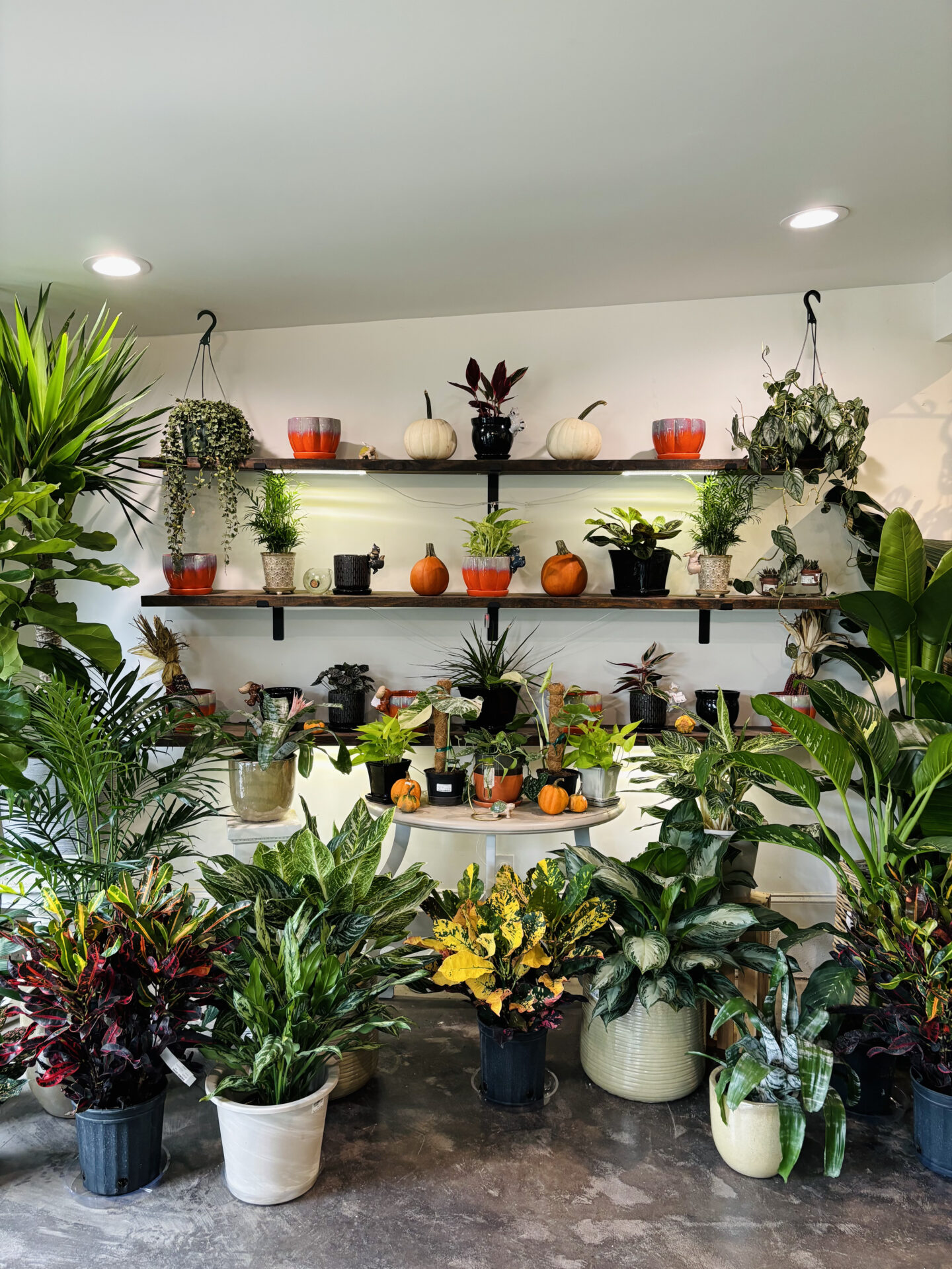 A beautifully arranged indoor plant display features various potted plants, pumpkins, and decorative elements on shelves against a white wall.