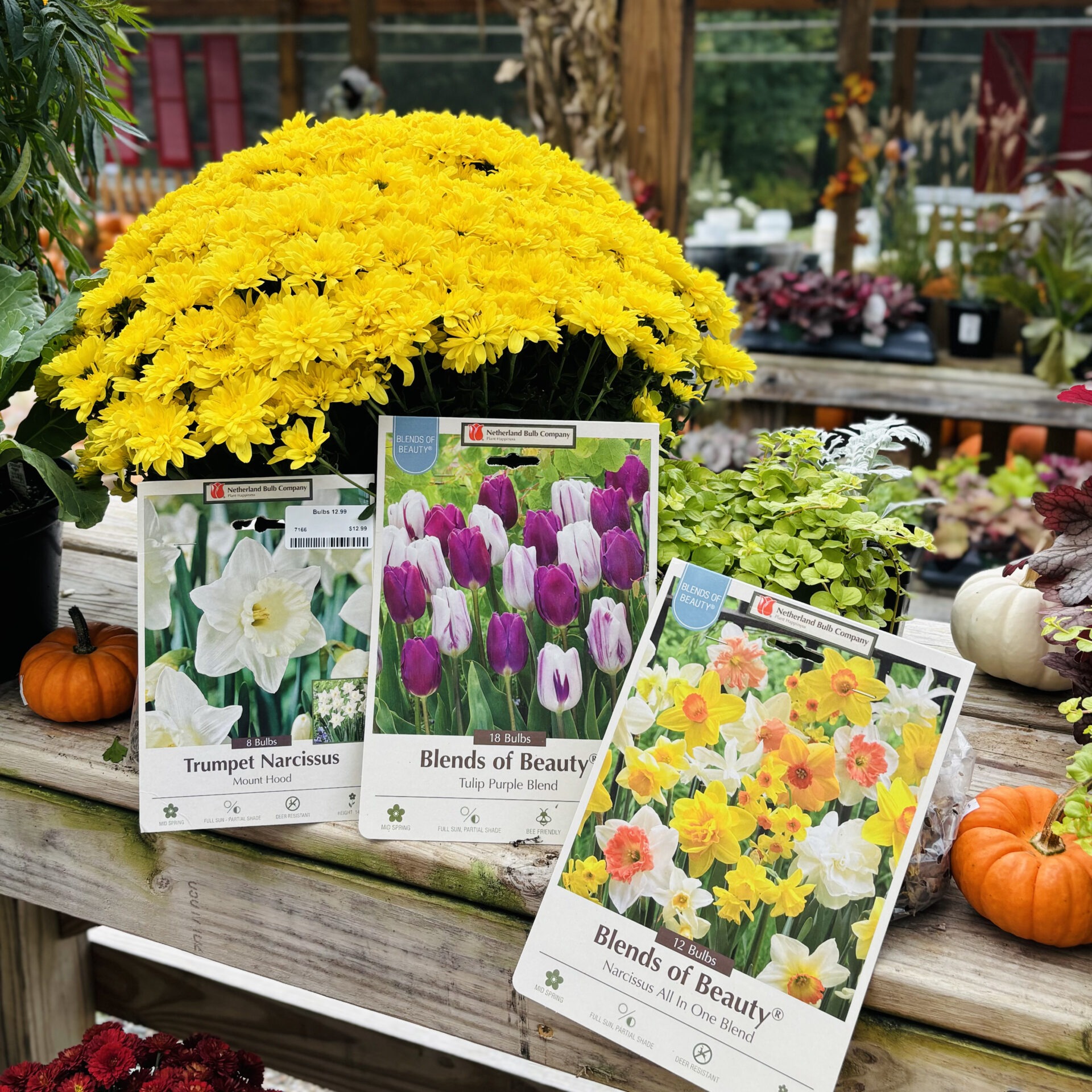 Packets of flower seeds, including tulips and daffodils, are displayed on a wooden table surrounded by potted plants and pumpkins in a garden store.