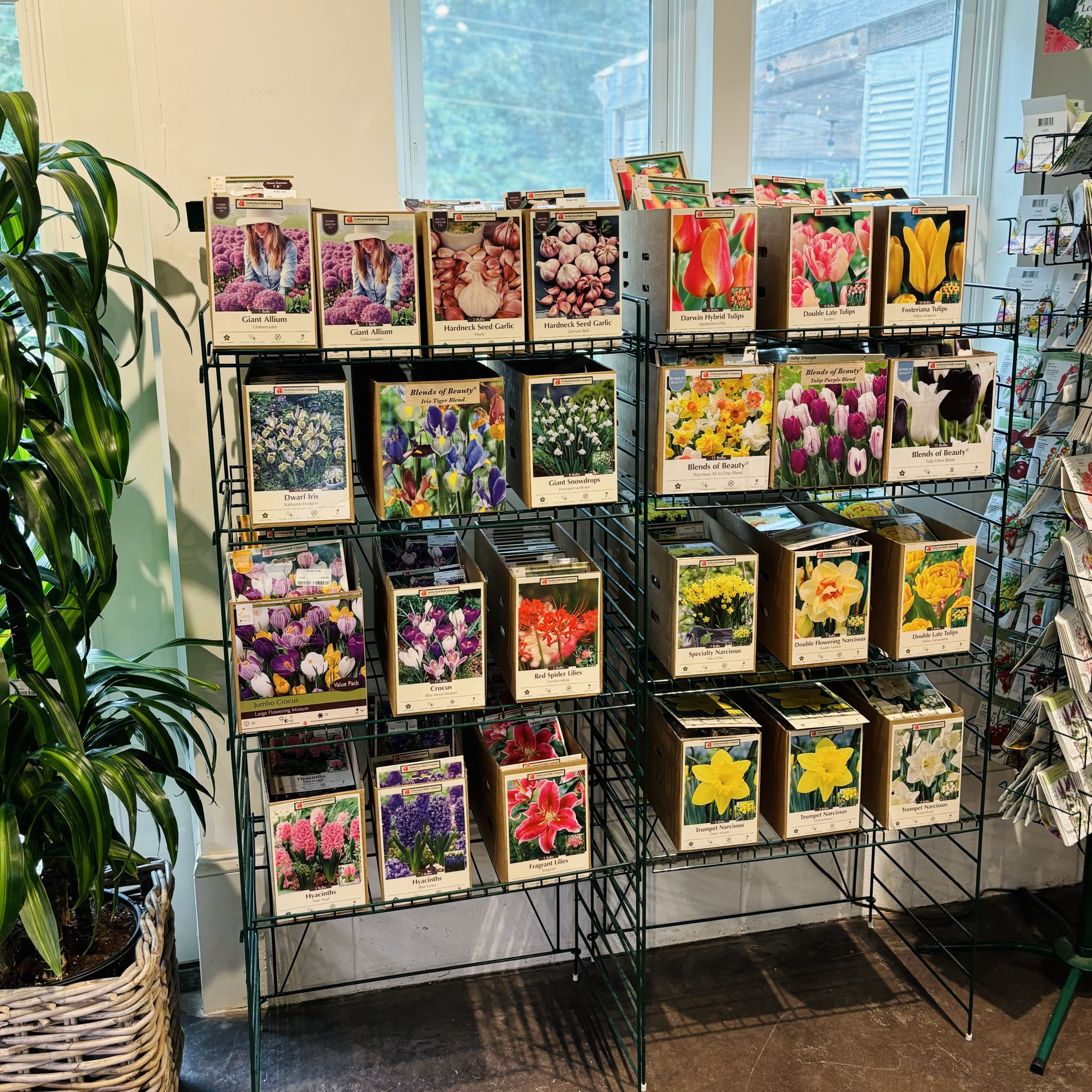 Packets of various flower bulbs are displayed on shelves in a garden store. A potted plant is nearby under natural light.