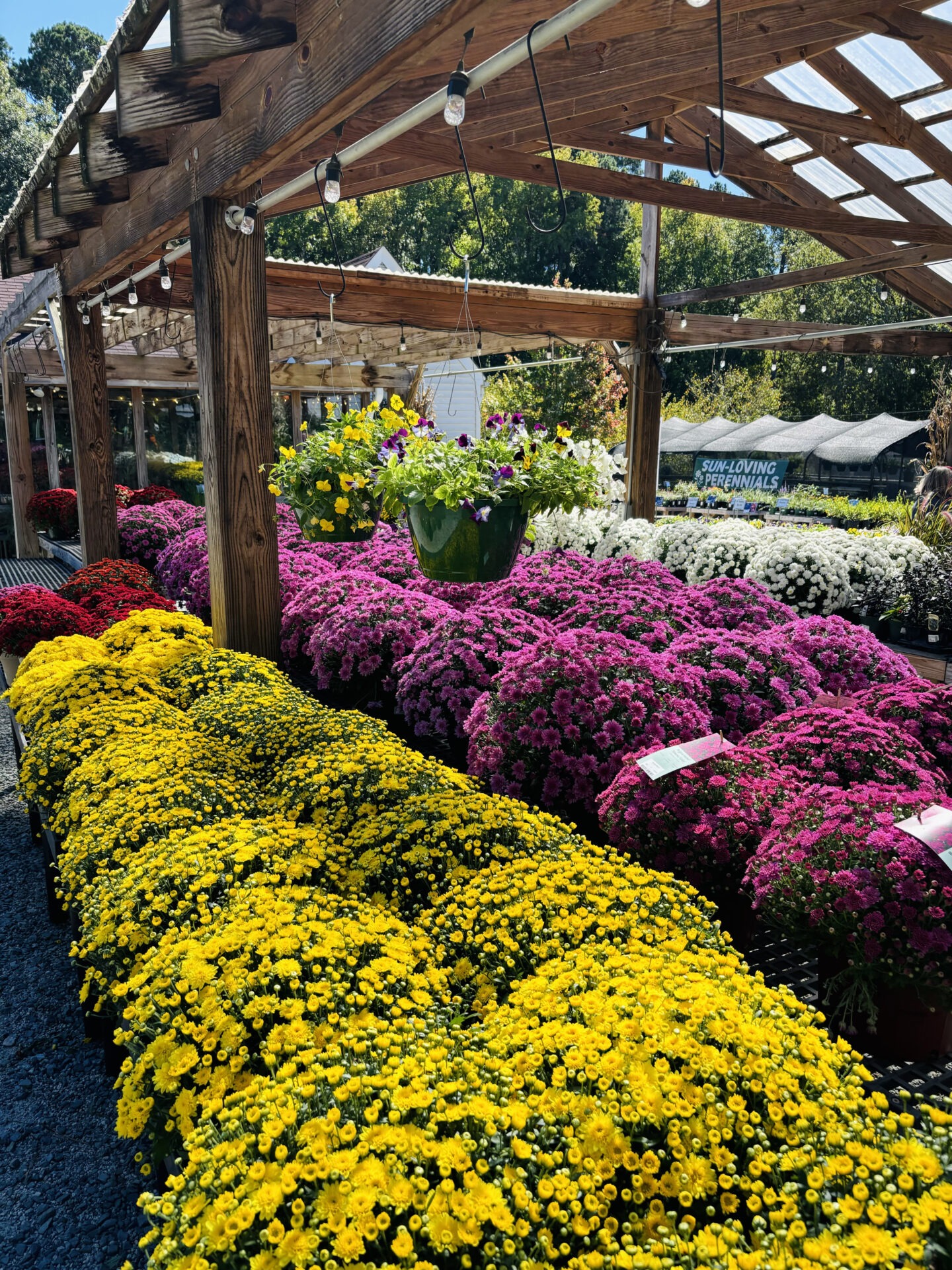 Outdoor plant nursery with vibrant yellow, pink, and white flowers under a wooden pergola. Sunny day with greenery in the background.