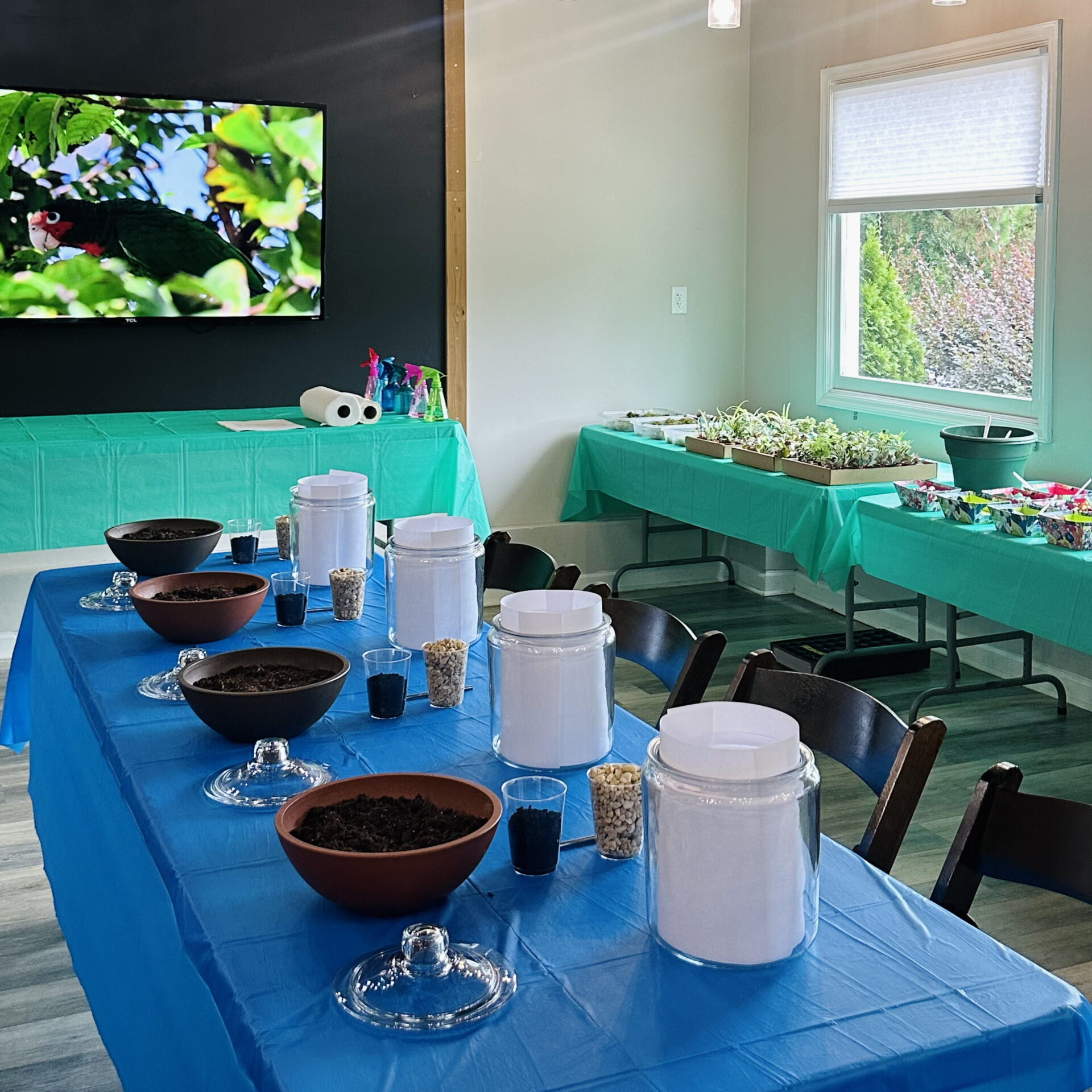 A room set for an activity with tables covered in blue cloth, plants, jars, and bowls. A TV displays nature.