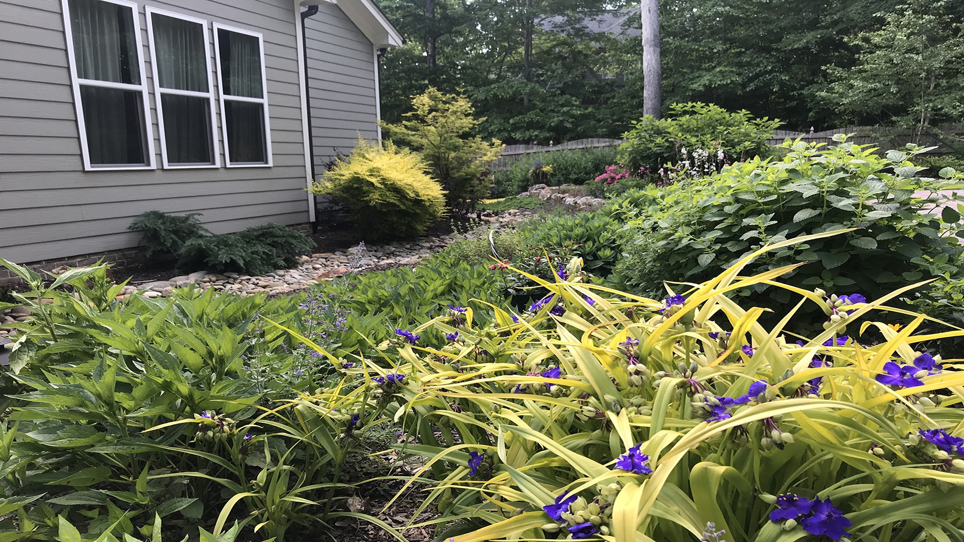 A garden with vibrant green and purple plants is adjacent to a light gray house with multiple windows and surrounded by lush greenery.