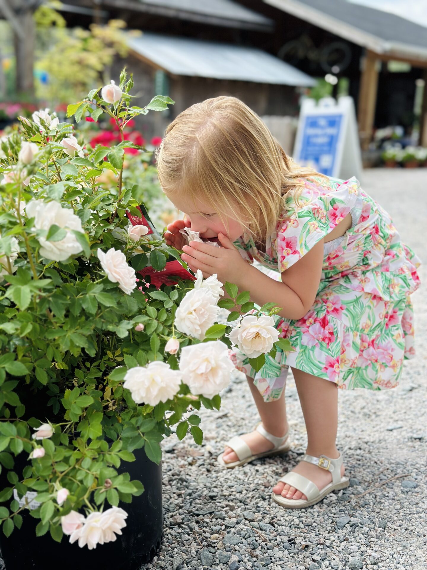 A child in a floral dress smells white roses outside, near a rustic building with a sign in the background. Gravel path visible.