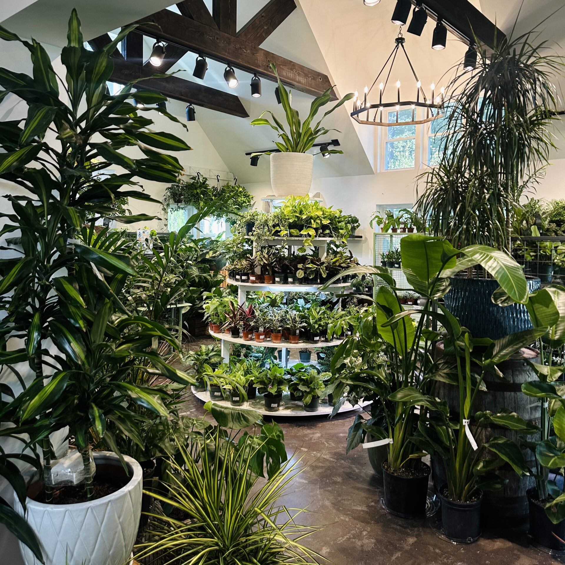 A bright indoor plant shop with various green plants on display. Wooden beams and a chandelier add rustic charm to the setting.