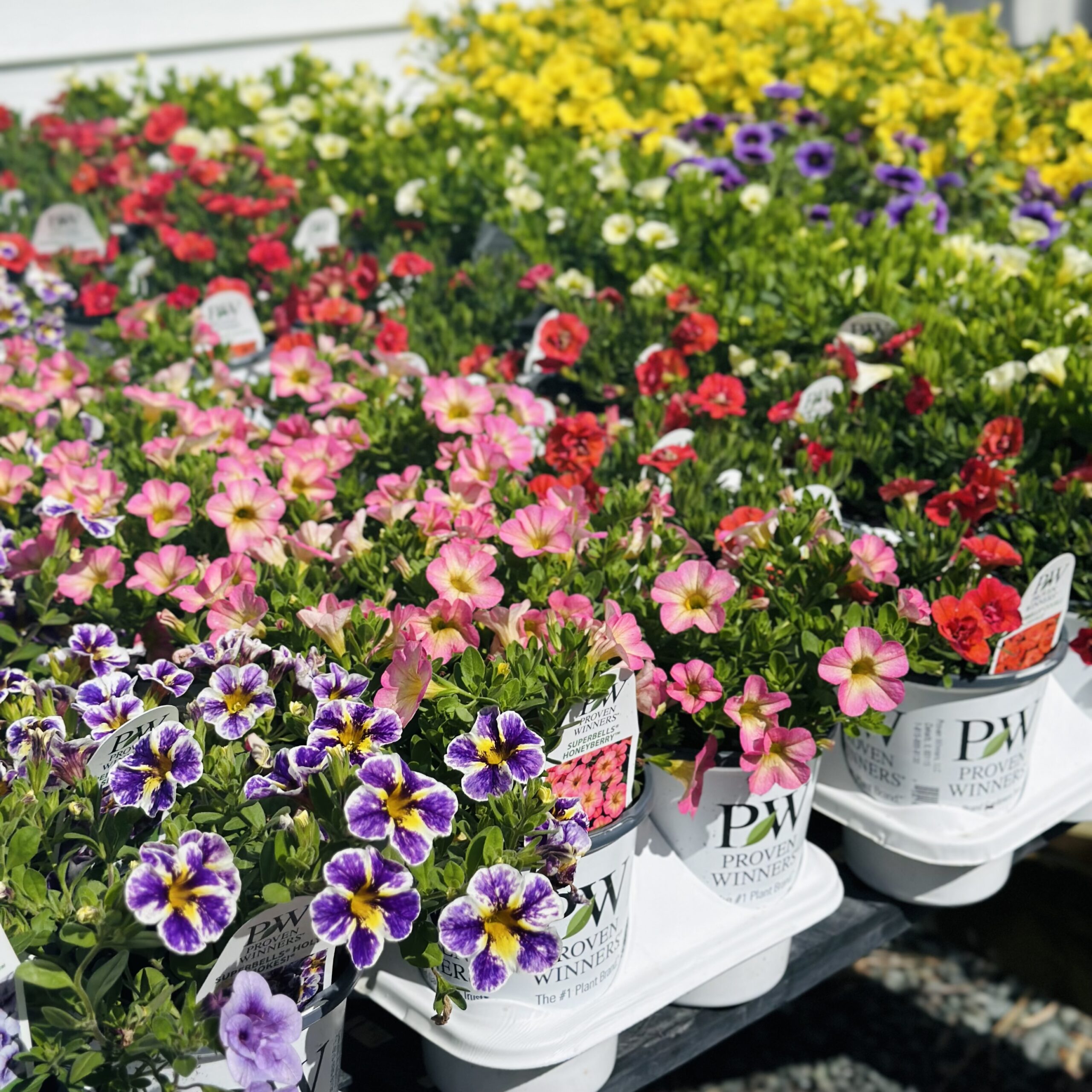 Colorful display of various potted flowers, including pink petunias and yellow blooms, arranged neatly in branded planters at a garden center.