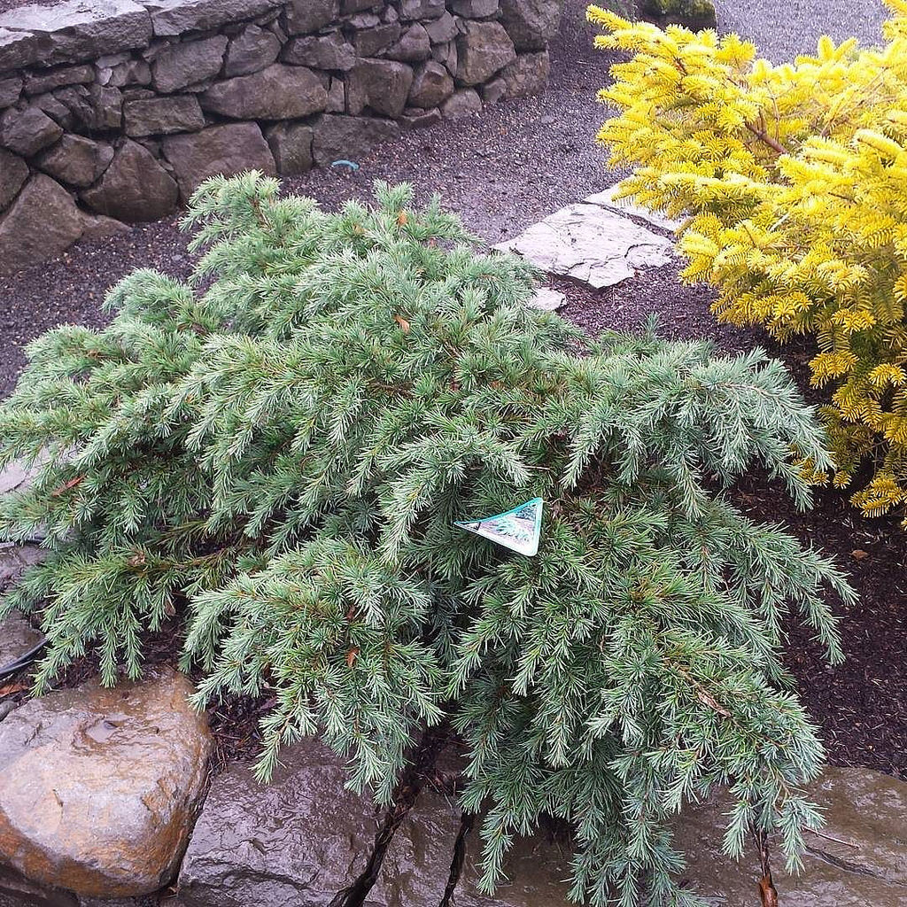 Stone path through garden with lush greenery, including a small conifer. Rough stone wall borders the area, surrounded by vibrant yellow and green foliage.