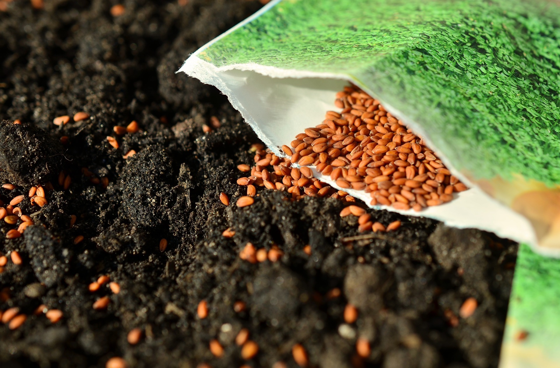 An open packet of seeds spills onto rich, dark soil, ready for planting. The seeds are small and reddish-brown, contrasting with the earth.