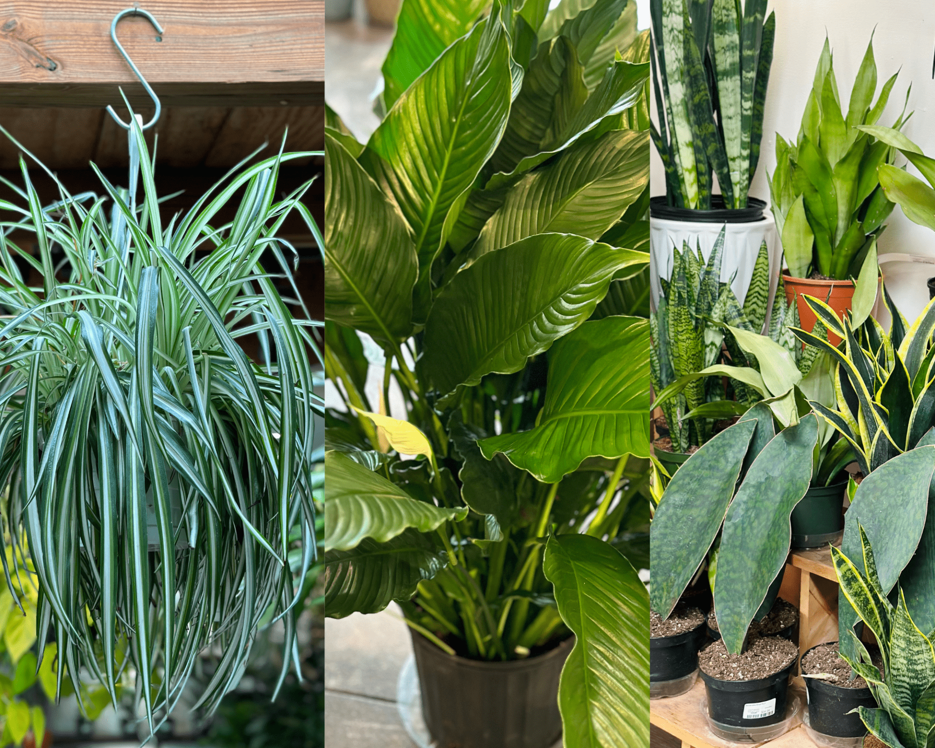 Top 3 Air-Purifying Houseplants | For Garden's Sake