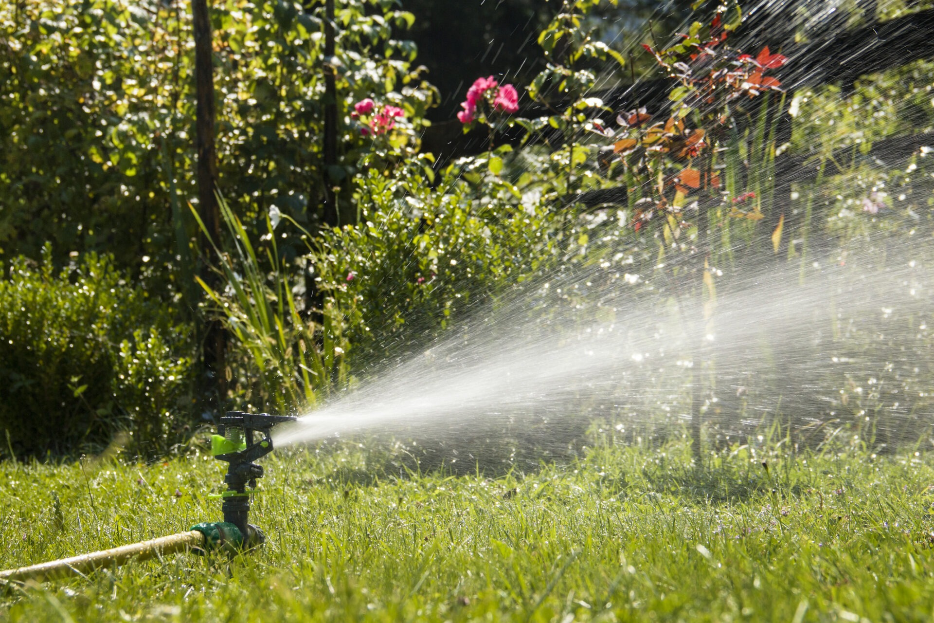 A garden sprinkler waters green grass under sunlight, surrounded by lush plants and blooming flowers; a peaceful, sunny garden scene.