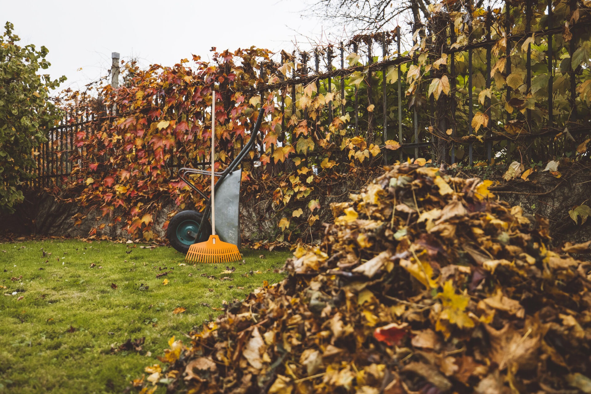 A rake and wheelbarrow rest against a leafy fence in an autumn garden. A pile of fallen leaves is in the foreground.