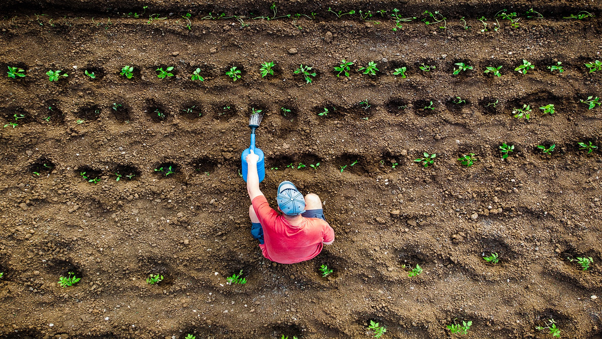 A person in a red shirt tends to young plants in neat rows, using a blue spade in a cultivated garden plot.