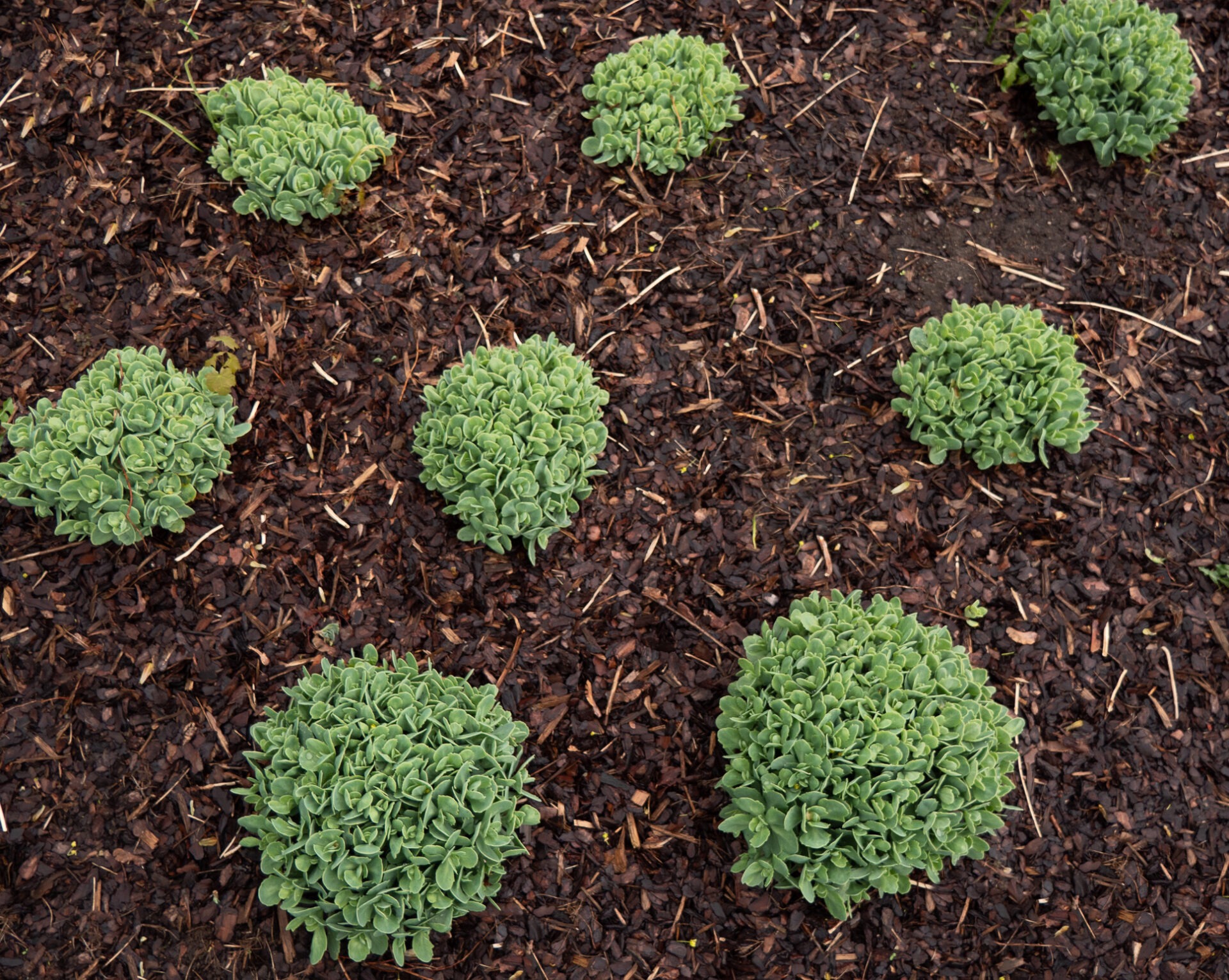 Green plants arranged on mulch-covered ground, showcasing natural growth patterns and fresh foliage. No people or recognizable landmarks are present.