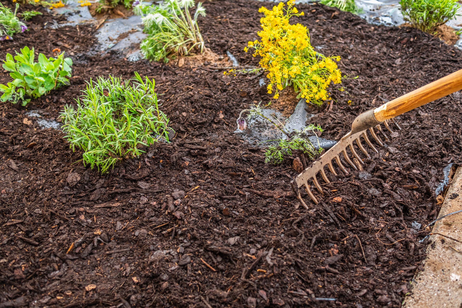 A person in a garden uses a rake to tend soil, surrounded by various green plants and yellow flowers on a damp surface.