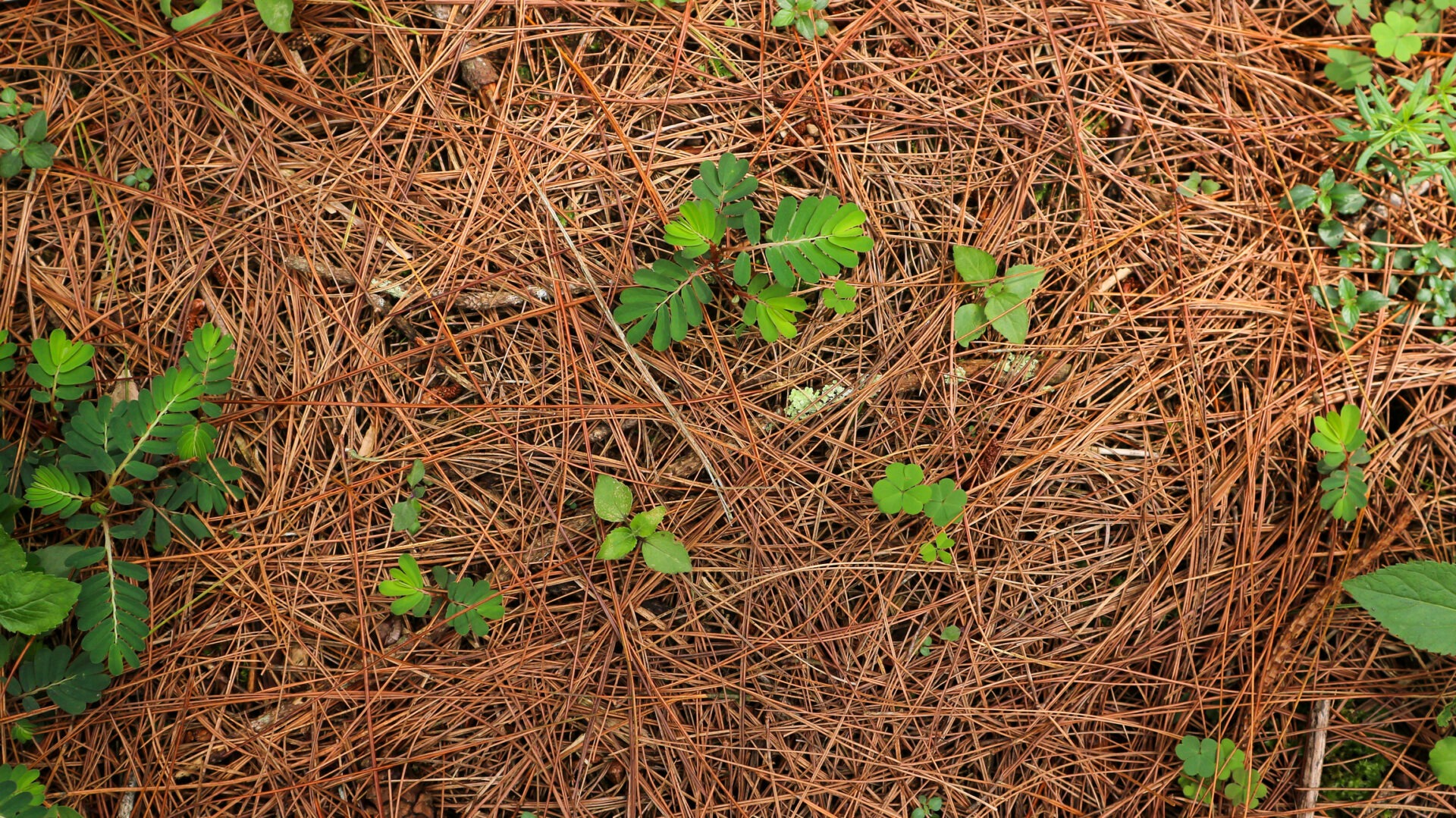 A close-up of green plants growing through a thick layer of brown pine needles on the forest floor, showcasing natural textures and colors.