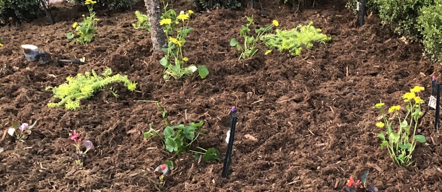 A garden with fresh mulch features small green plants and yellow flowers under a tree, suggesting newly planted landscaping.