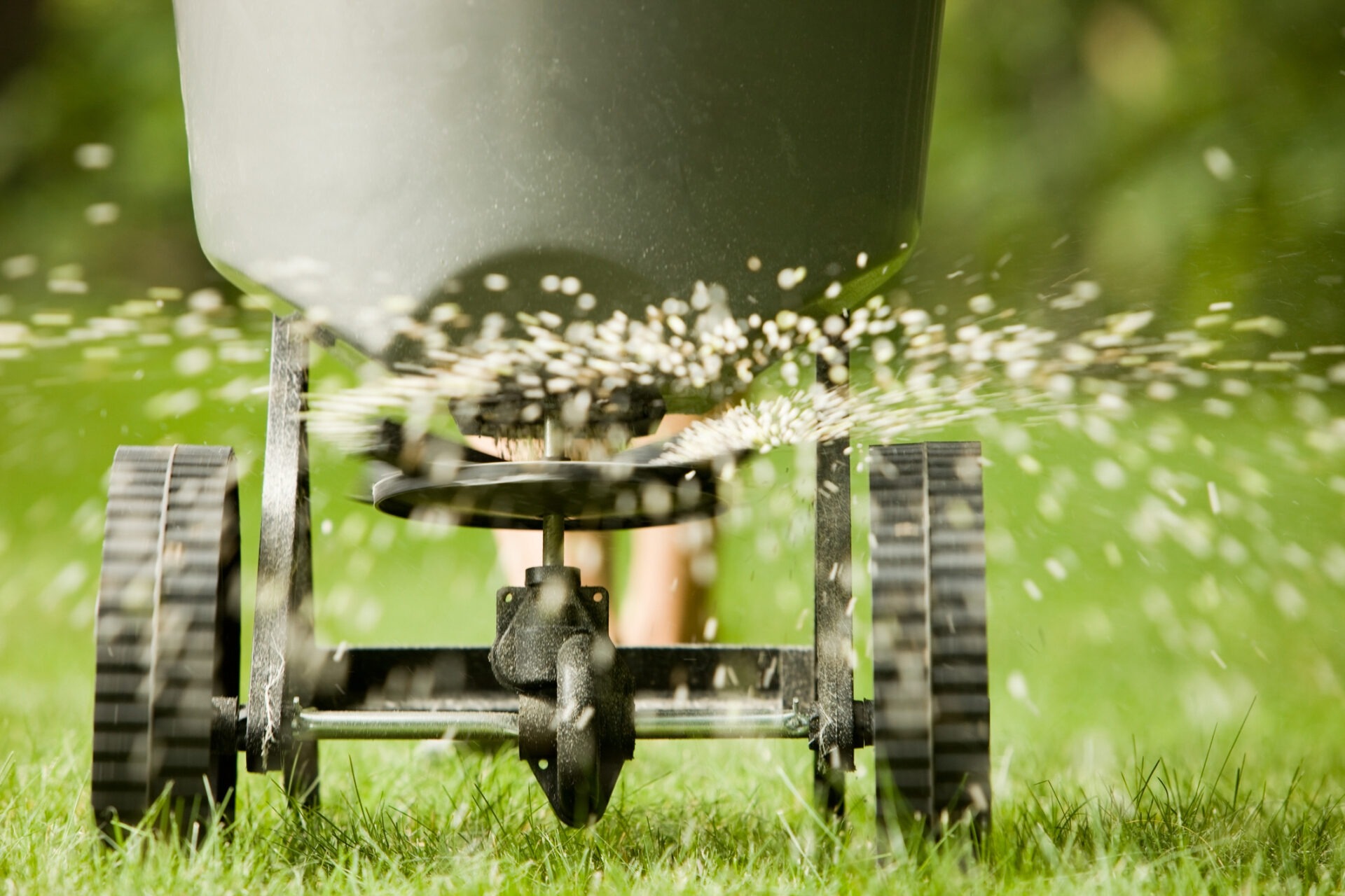 A person is pushing a lawn spreader, dispersing fertilizer granules onto grass in a garden setting, with greenery in the background.