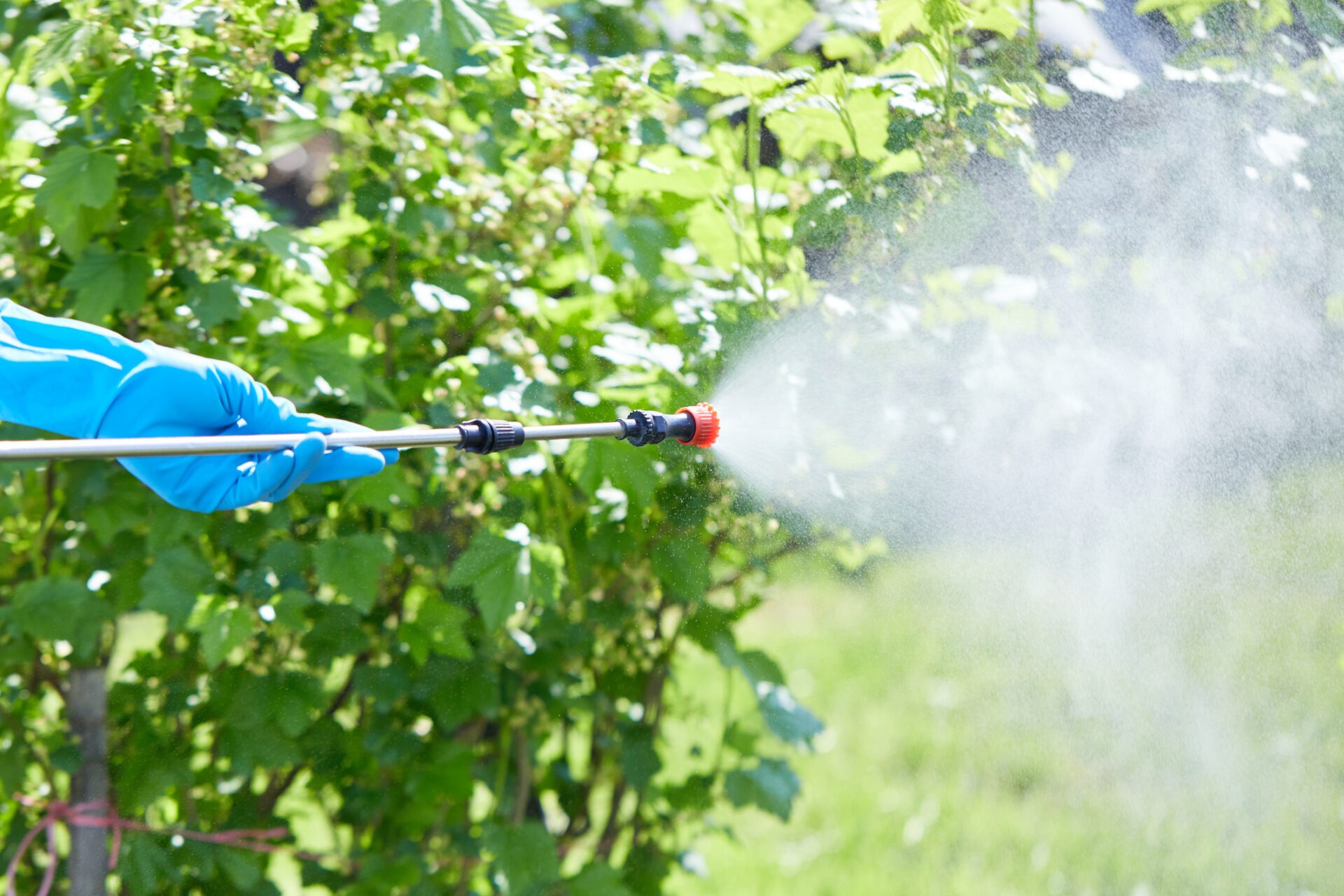 A person in blue gloves sprays plants with a garden hose, surrounded by lush greenery and a sunny atmosphere.