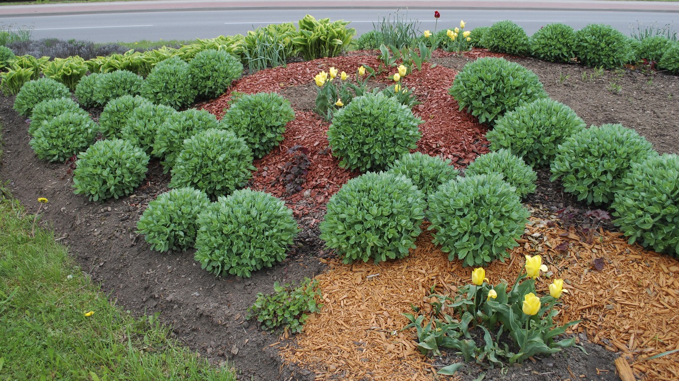 A well-maintained garden with round green shrubs and yellow tulips, bordered by mulch and a road in the background.