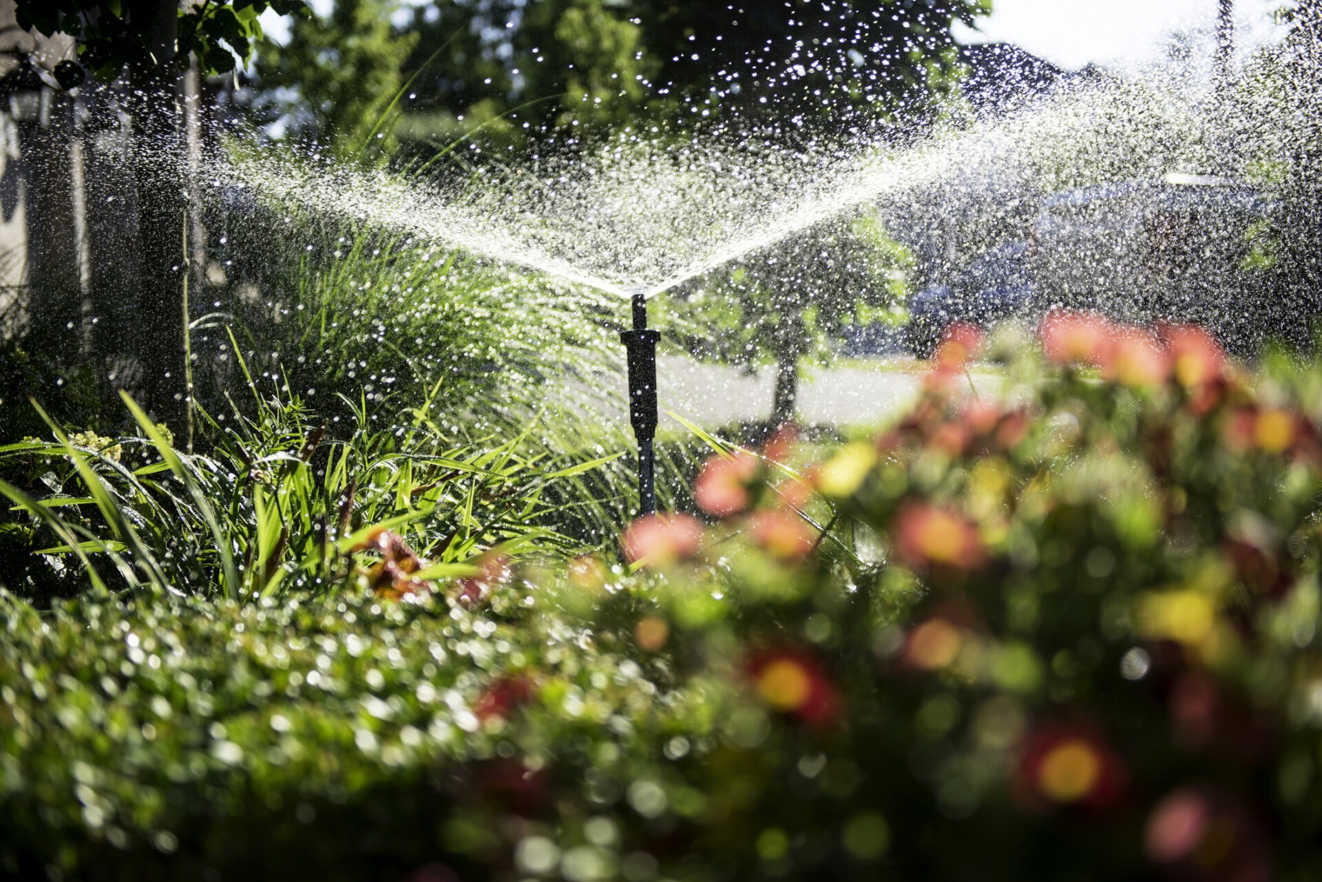 A garden with vibrant flowers and lush greenery is being watered by a sprinkler, with sunlight illuminating the water droplets.