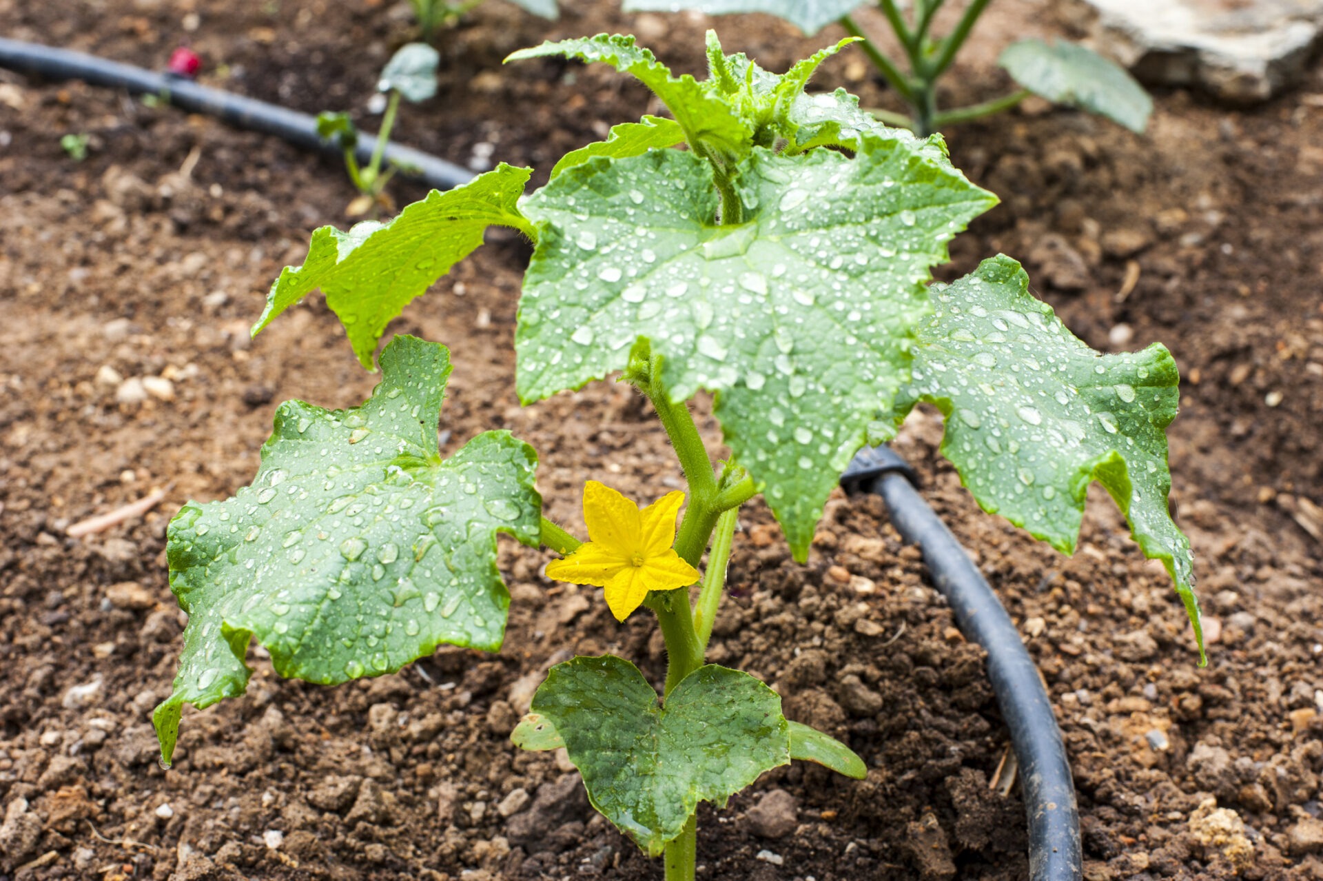 A small cucumber plant with green leaves and a yellow flower grows in moist soil, surrounded by irrigation tubing in a garden.